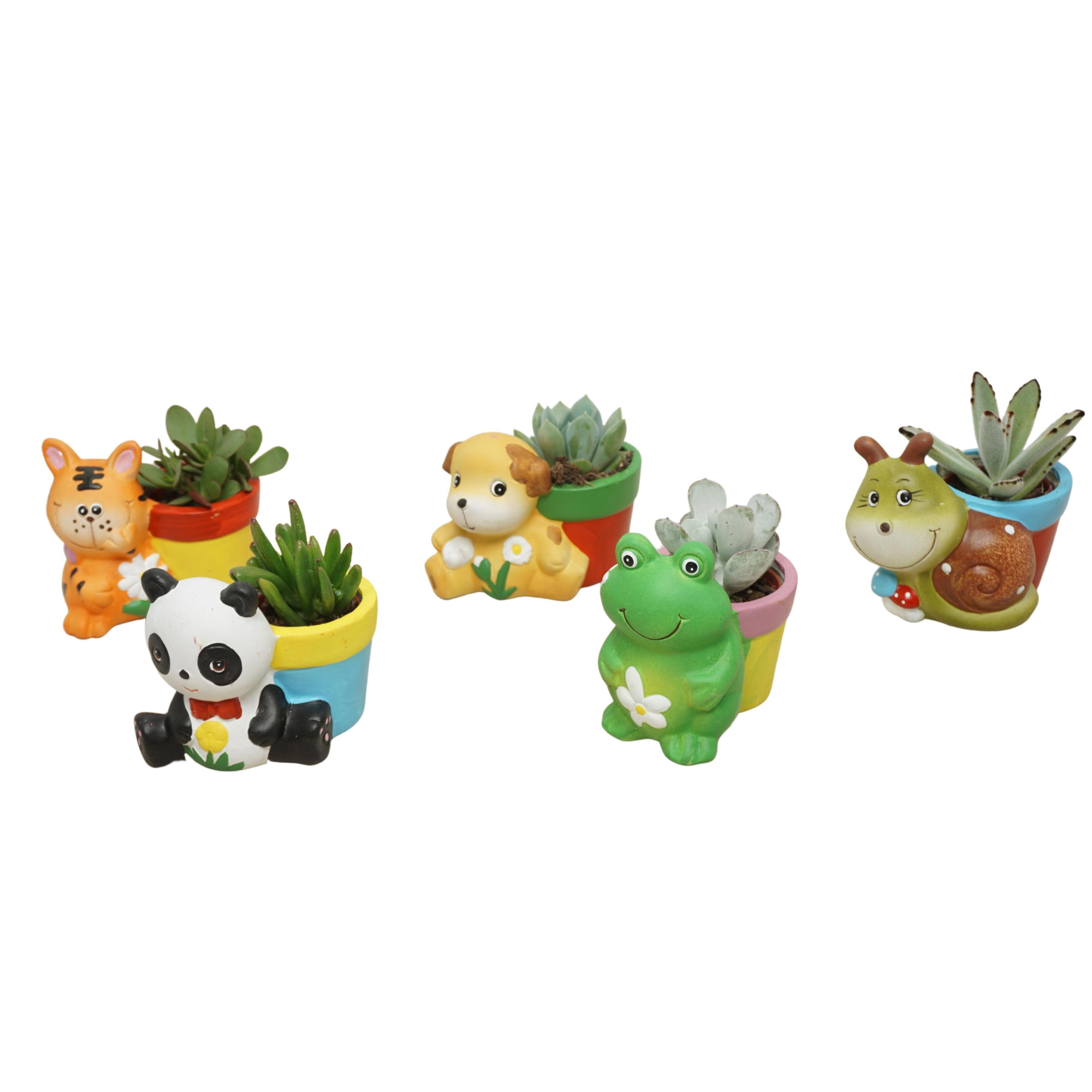 Succulent mix 5,5 cm in planter dierfiguren, D 5,5