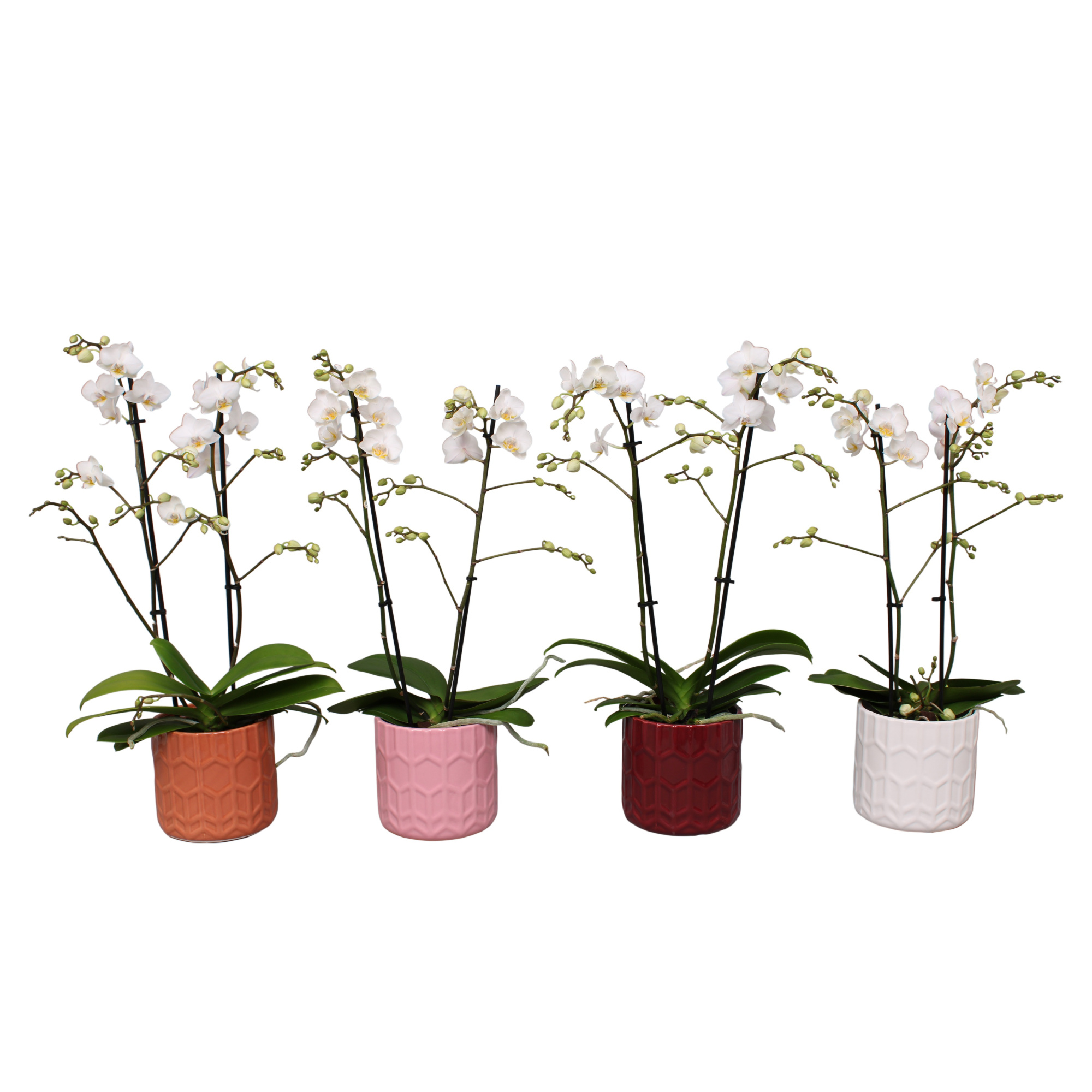 Phal. Multiflora 2-tak wit in keramiek BGC944, D 12