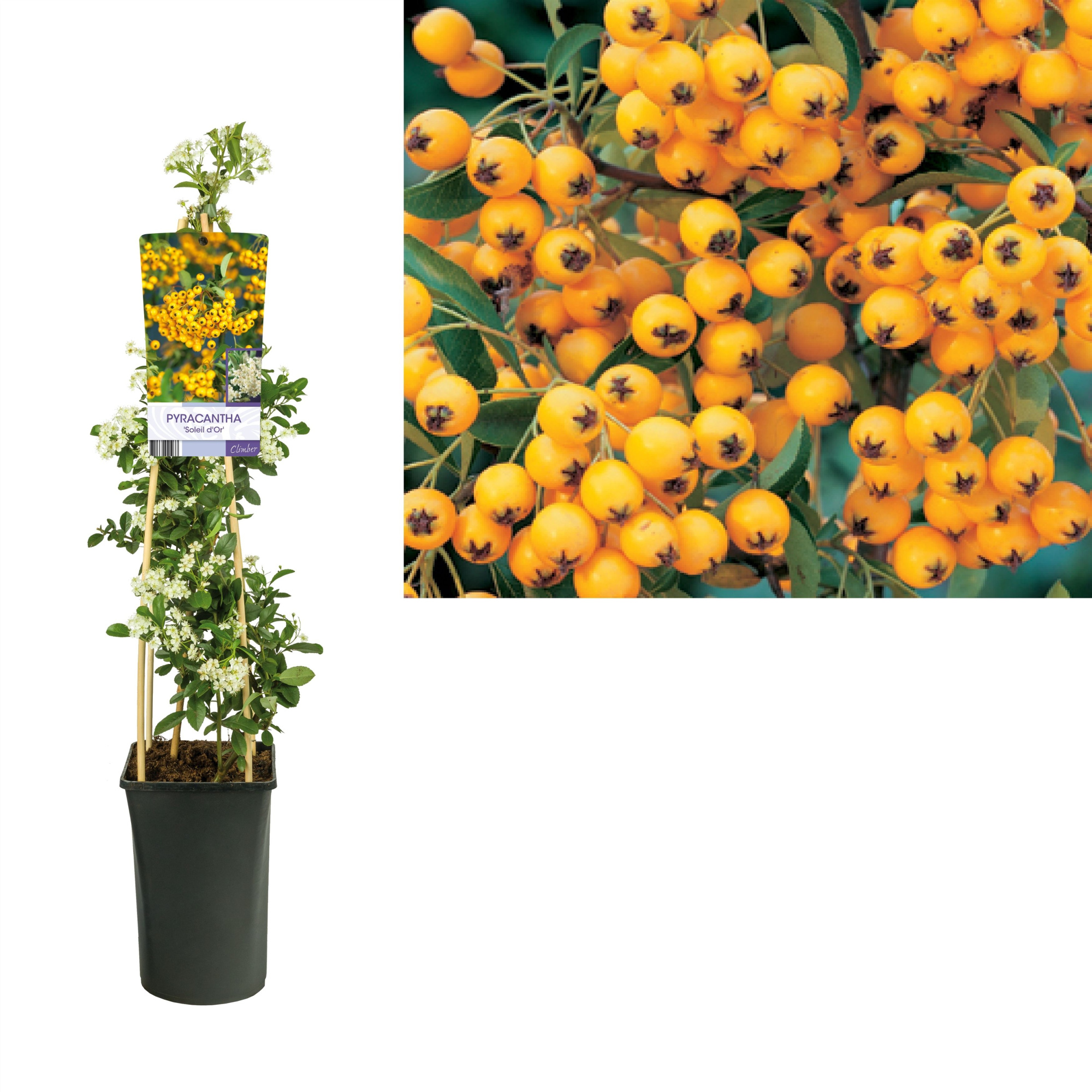 Pyracantha 'Soleil d'Or' +light label, D 17