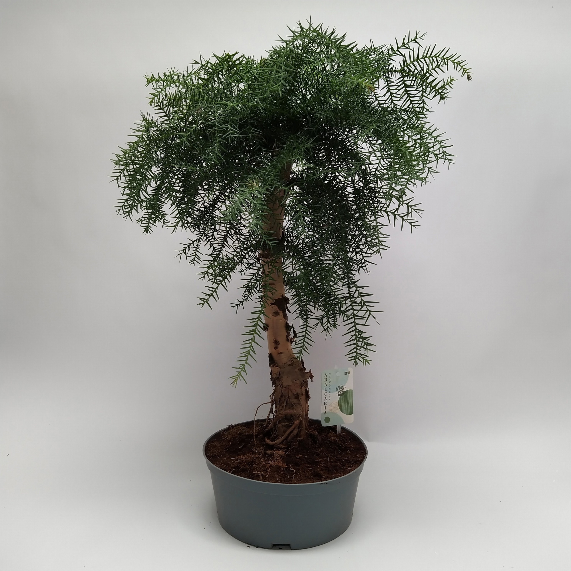 Araucaria Cunninghamii Bonsai teeltpot 23 cm - Ball Shape, D 23