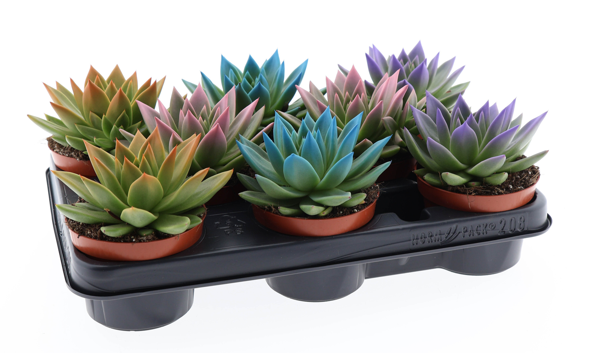 Rainbow tips mix, D 10,5