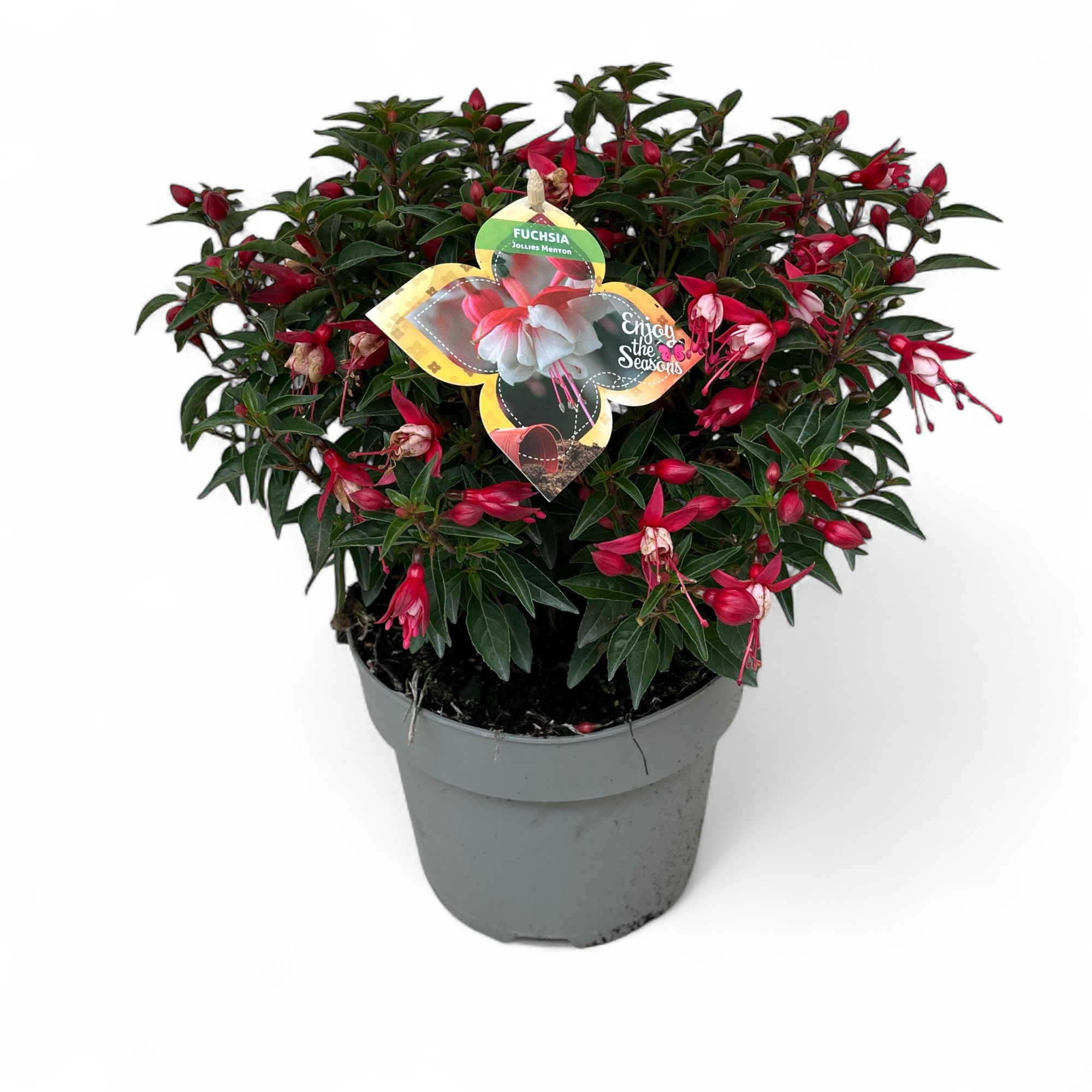 Fuchsia Menton Jollies ®, D 19