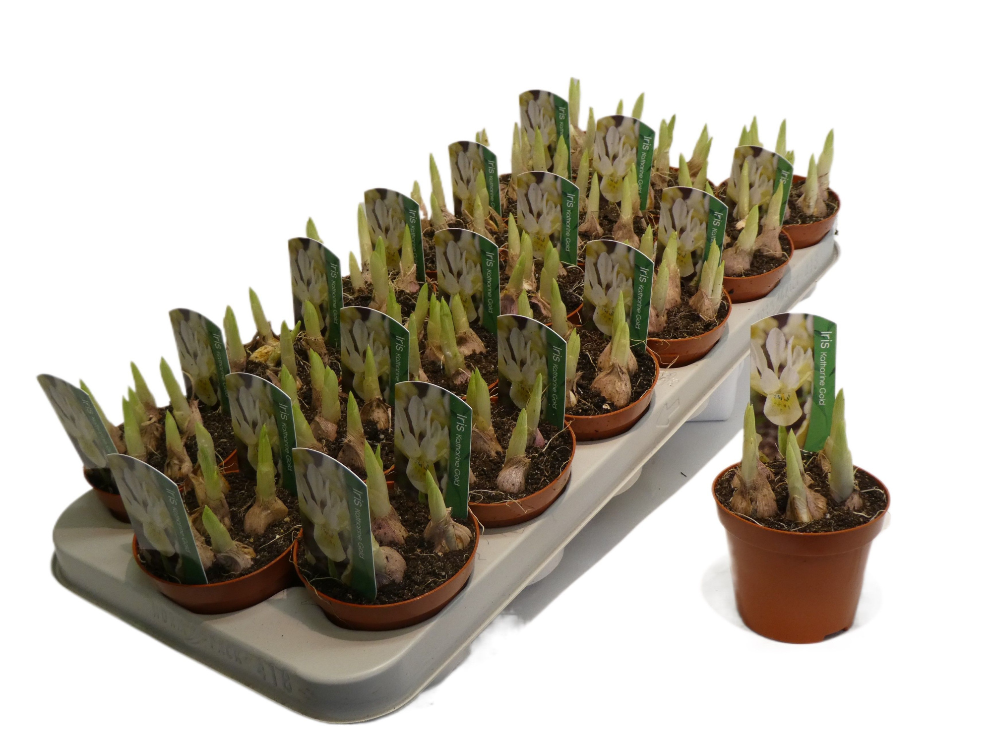 IRIS Katharina Gold, D 9