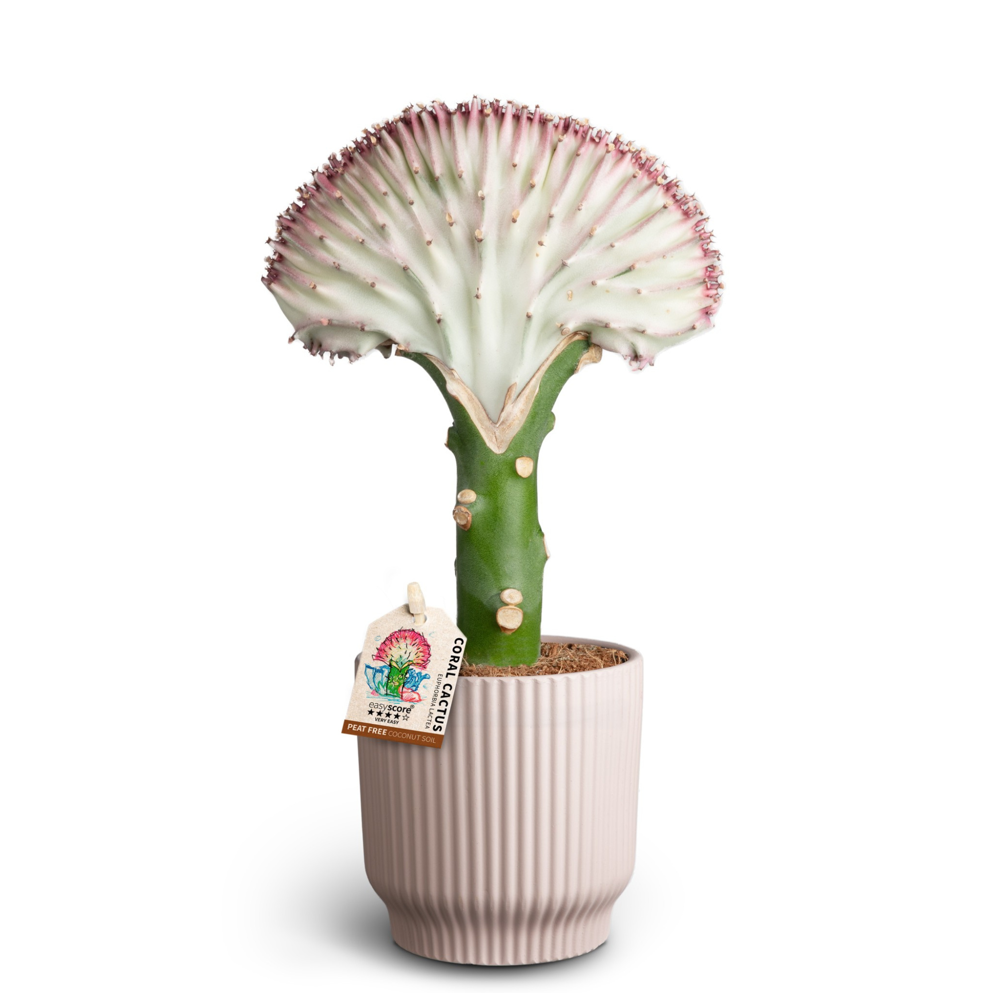 Nordic Lilac, Lactea, D 10