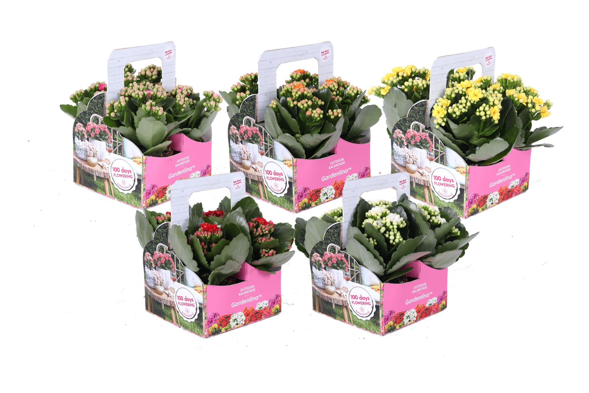 KP-861.1 OK- Gardenlina 7cm op kleur in 4-pack, D 7