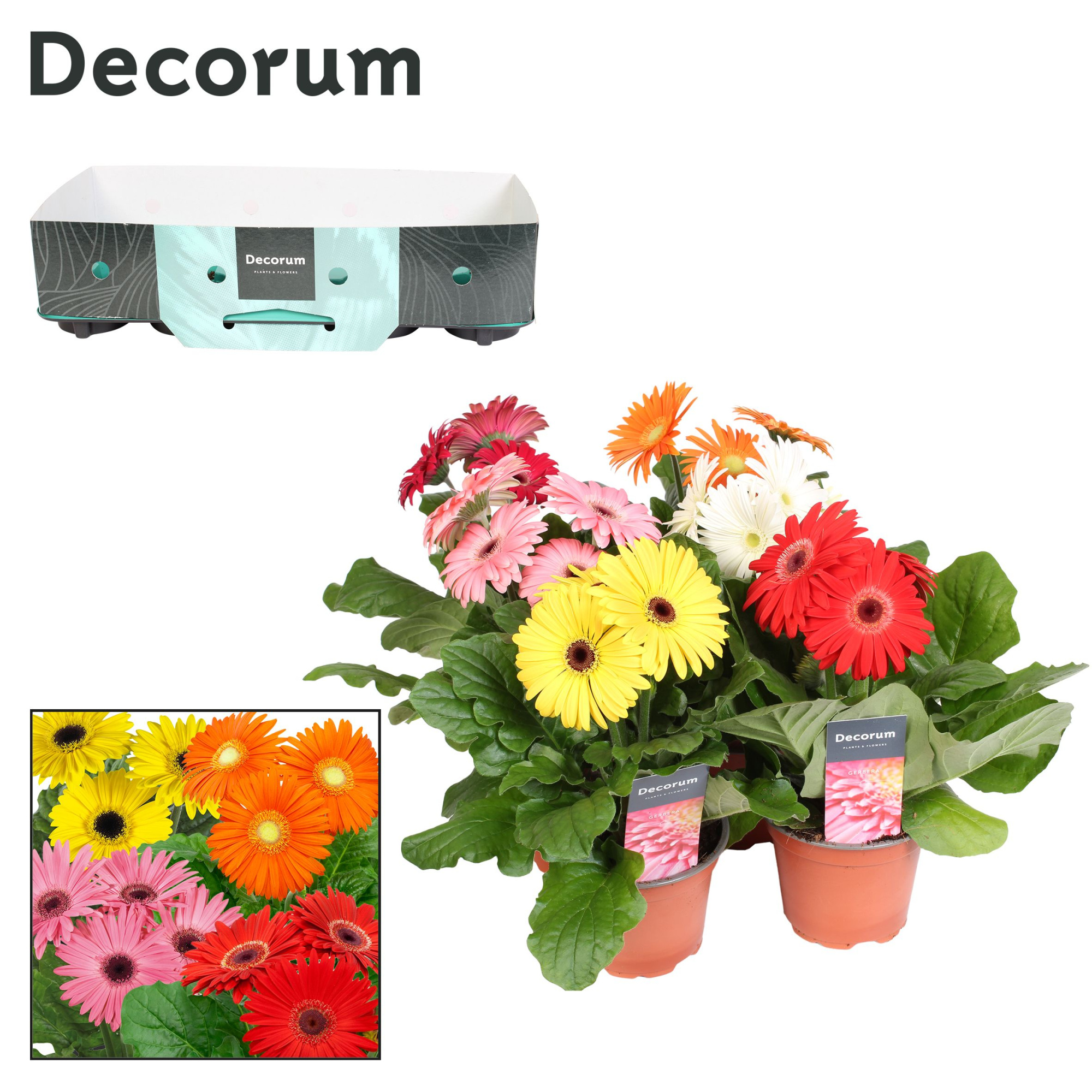 Gerbera 3+ bl. 12cm kraag Decorum, D 12