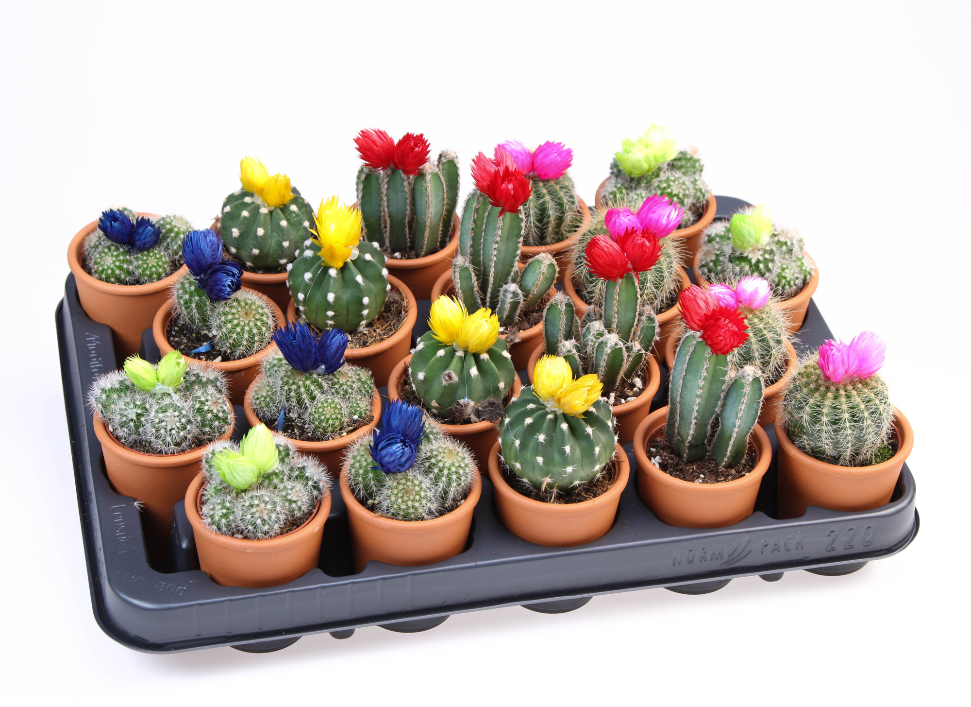 Strobloem mix in Rozenpot, D 5,5