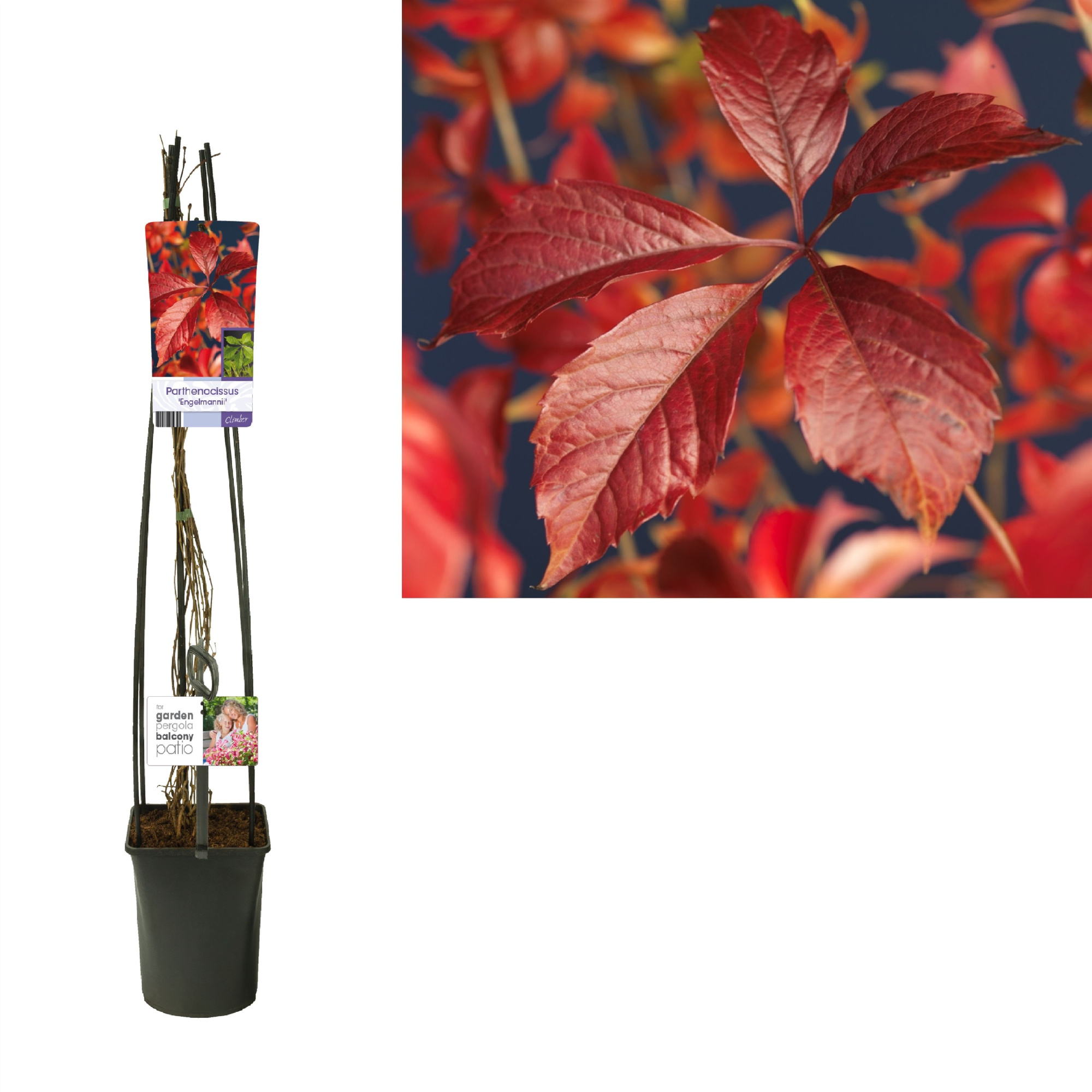 Parthenocissus 'Engelmannii' +light label, D 23