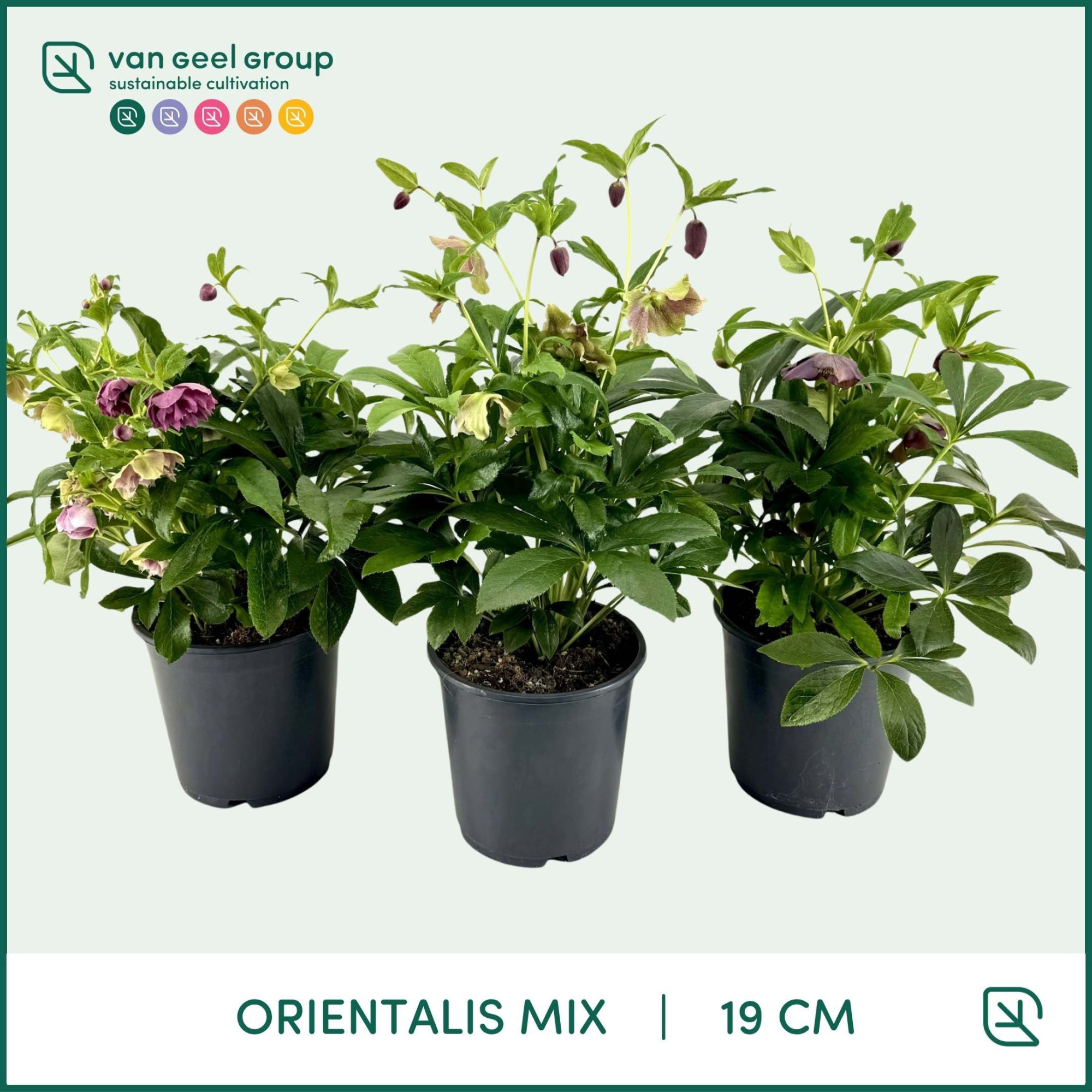 Helleborus Orientalis mix 19cm, D 19