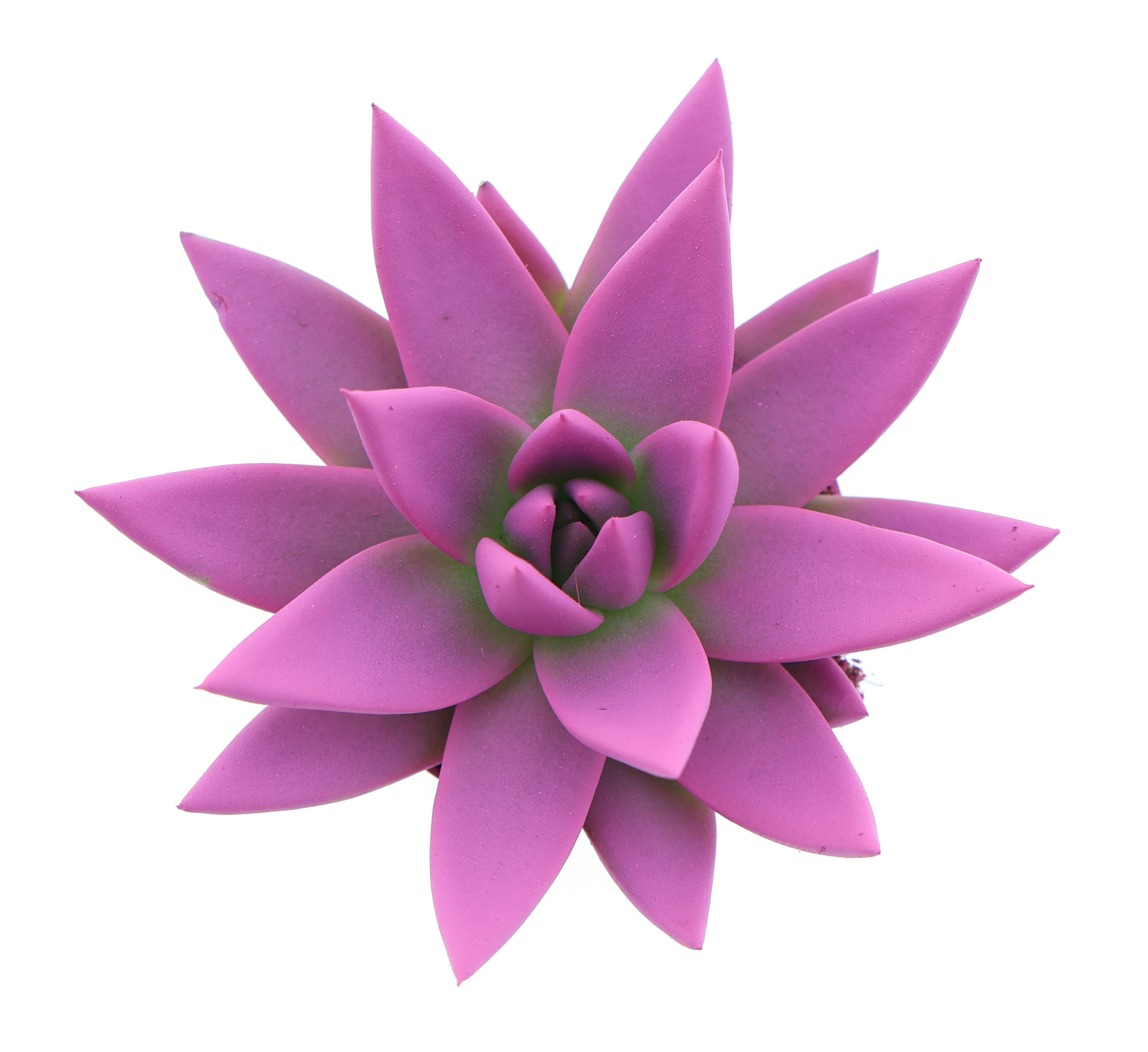 Rainbow cerise 246, D 6