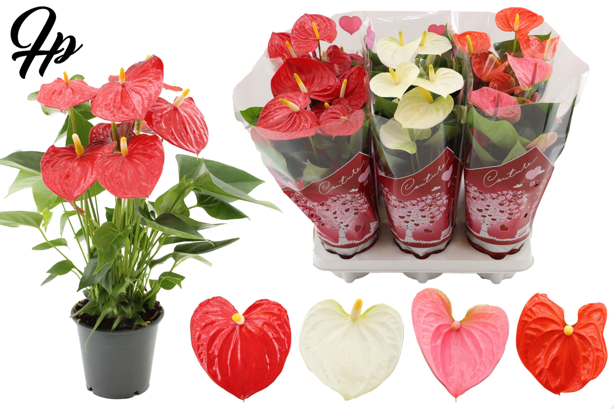 Anthurium 4 color mix in Couture hearts sleeve, D 12