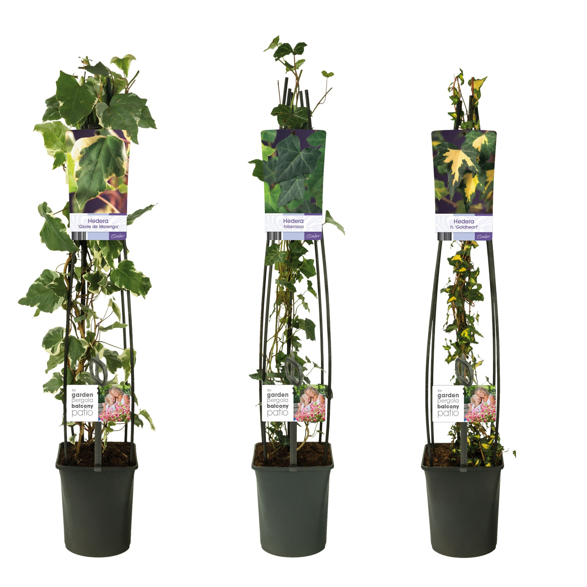 Mixtray Hedera+light label, D 23