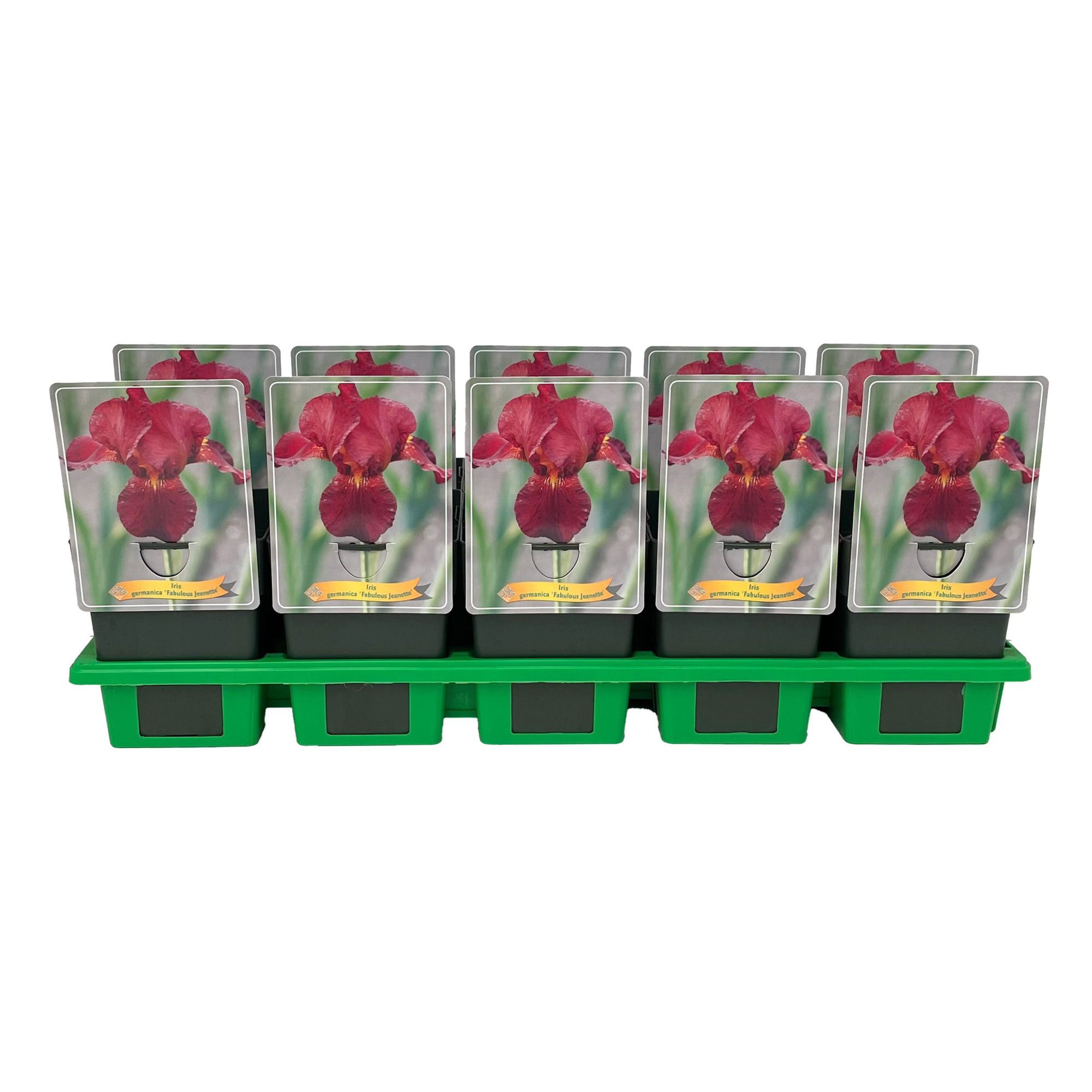 Iris germanica 'Fabulous Jeanet' P11, D 11