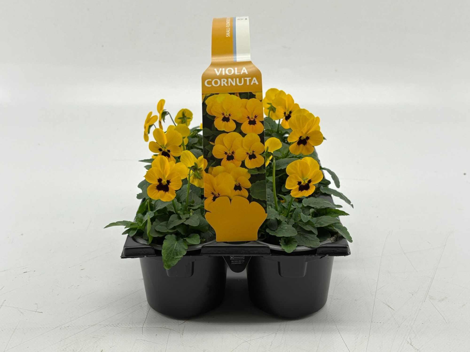 Sixpack Viola Cornuta Yellow Blotch, D 9