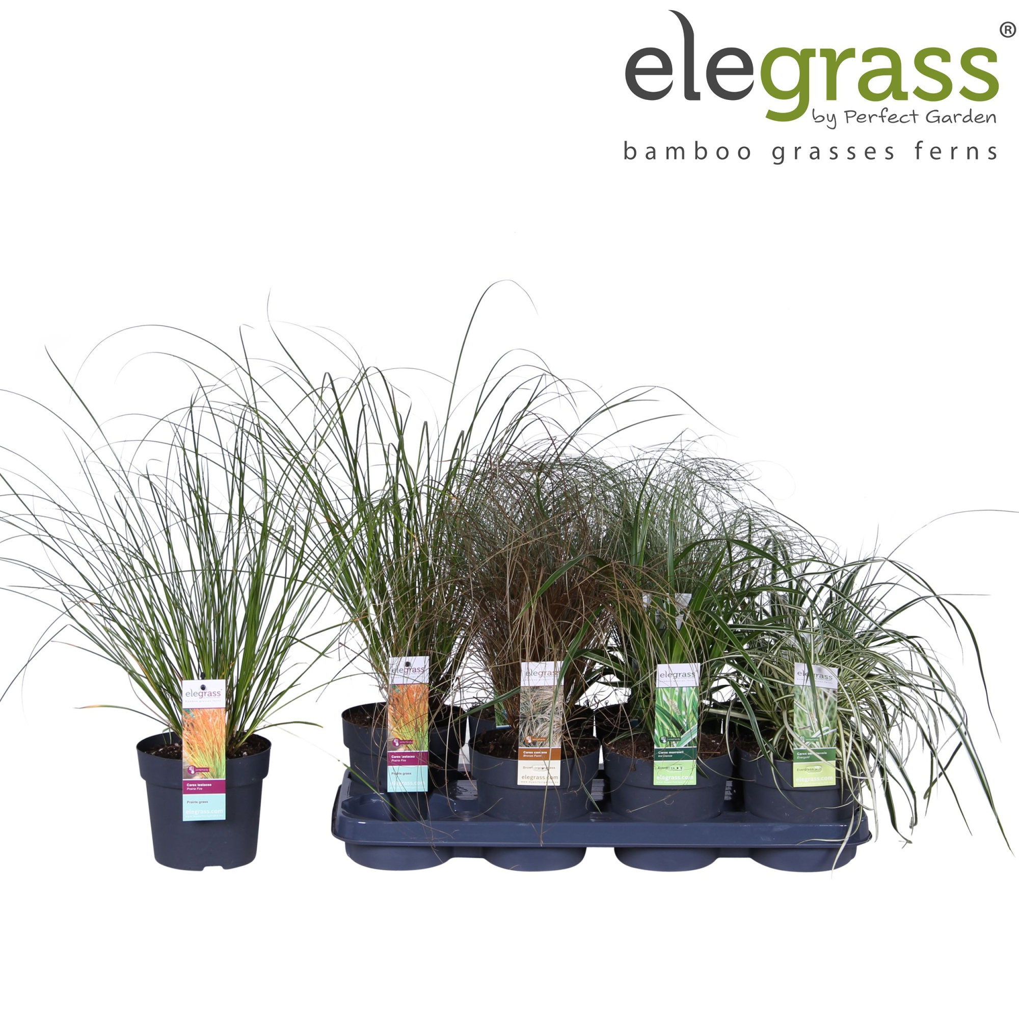 Carex mix tray P14, D 14