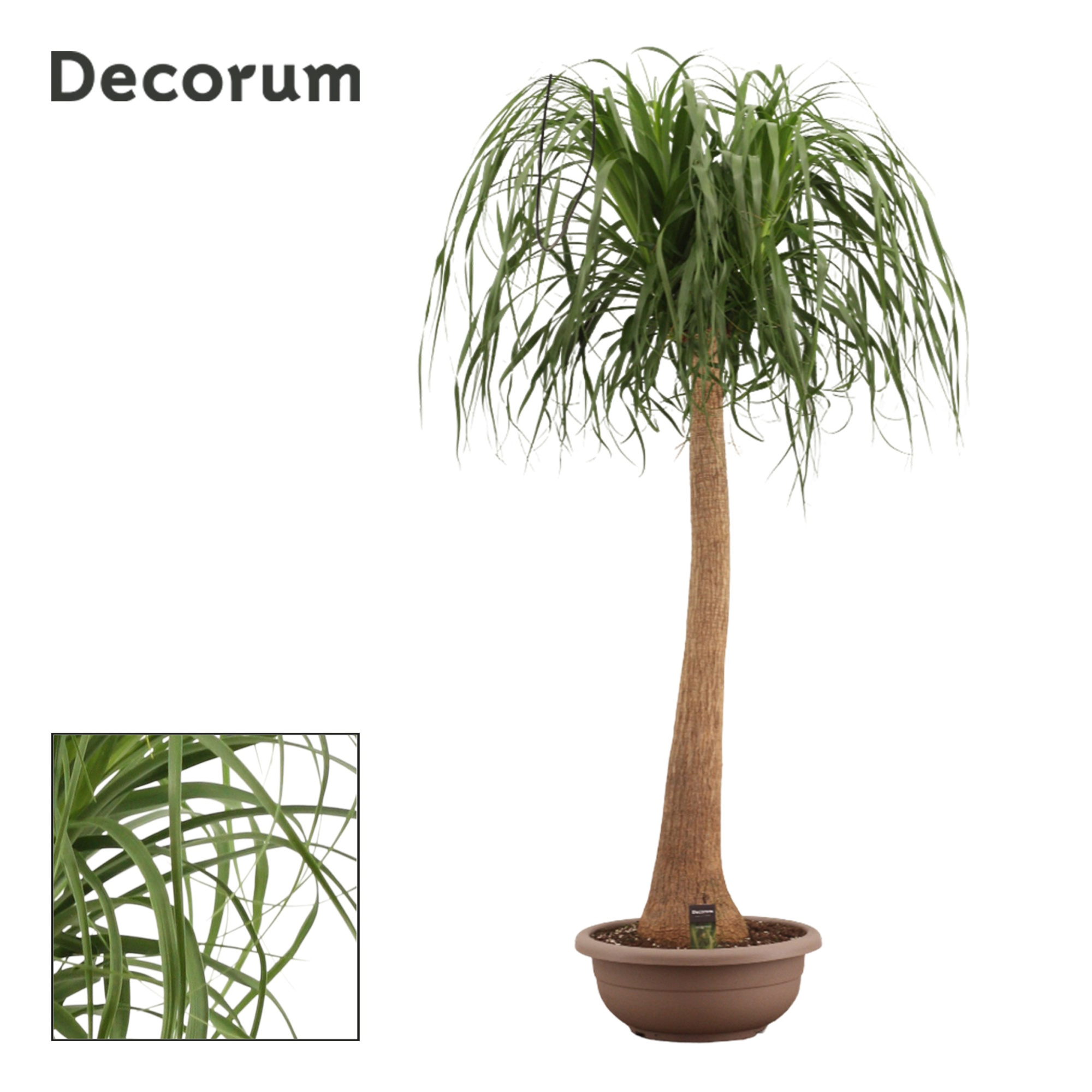 Beaucarnea Recht 45 cm Compact in schaal (Decorum), D 45