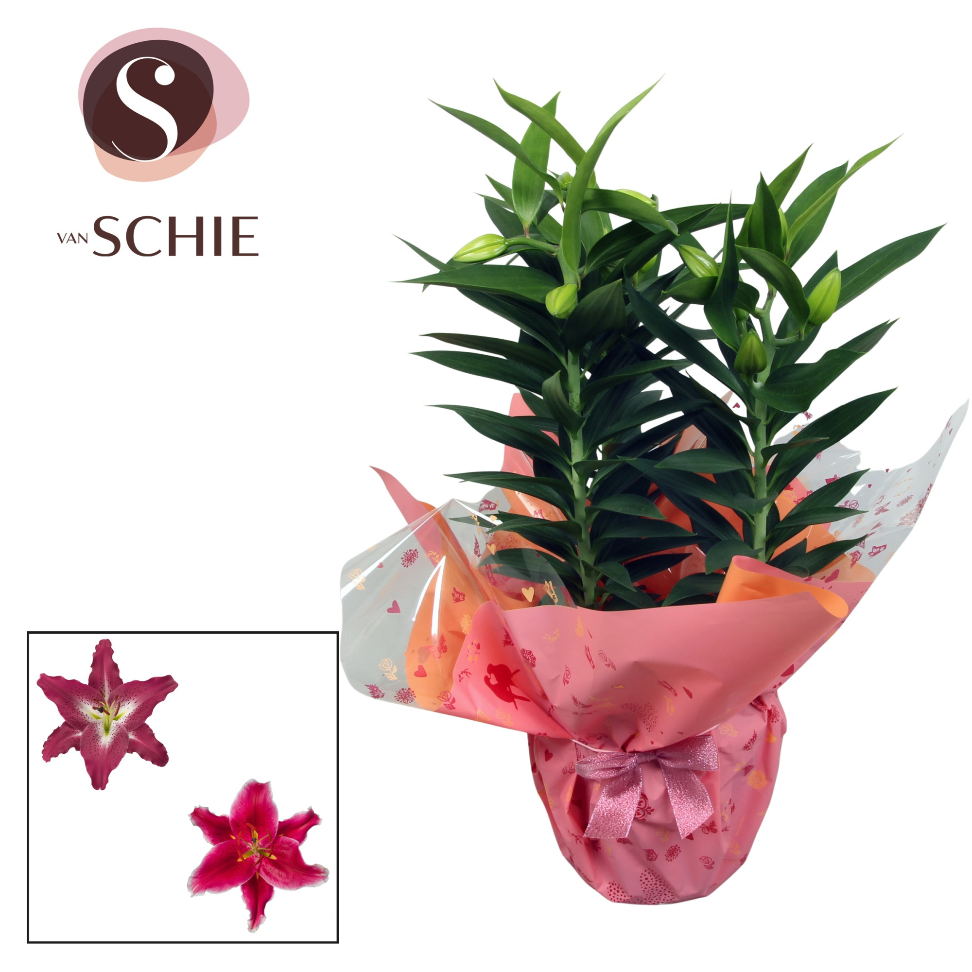 Oriental p17 Rondella GARDEN LOVE Pink, D 17