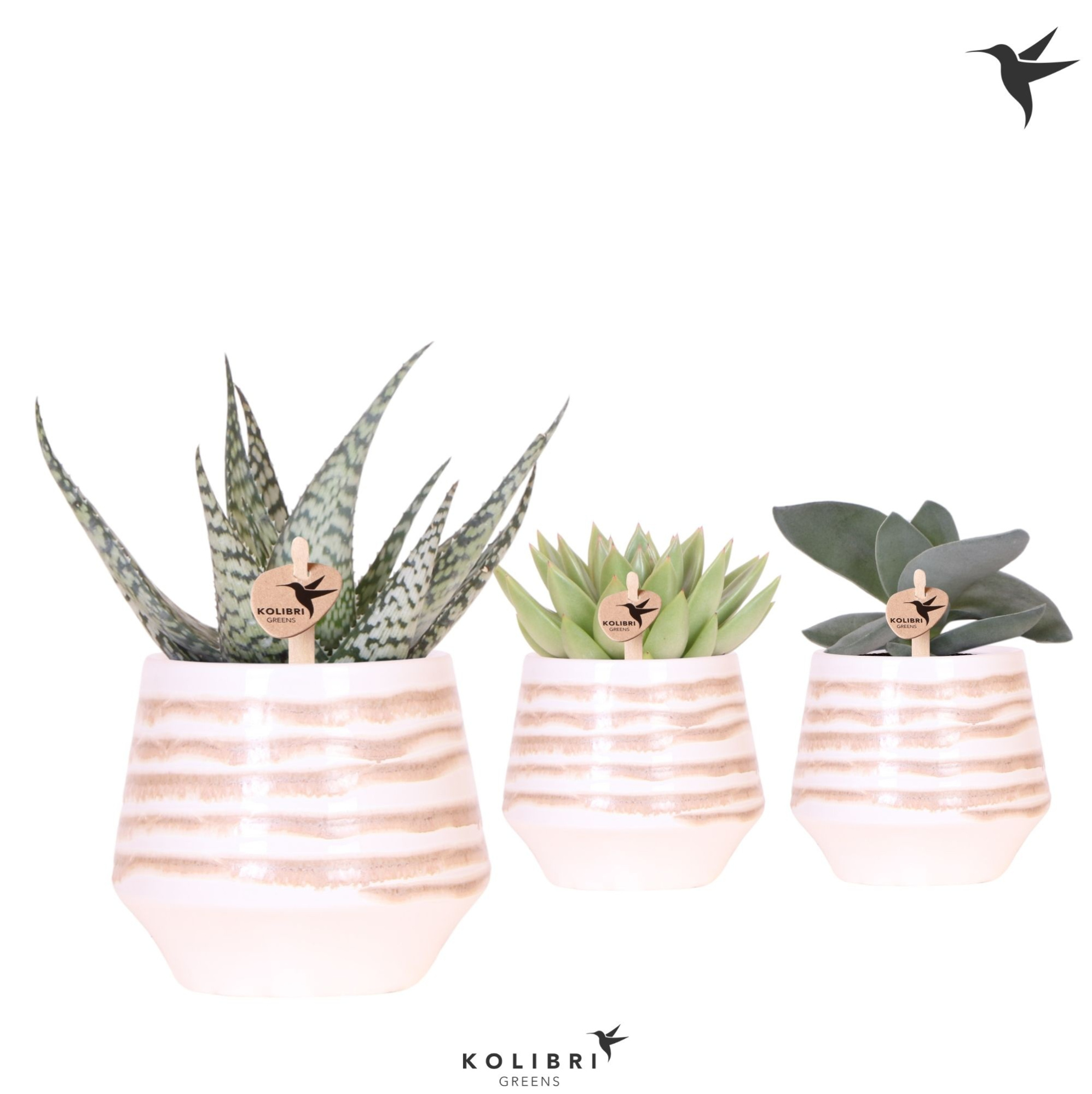 Kolibri Greens Succulenten mix in Moonstone pot white, D 9