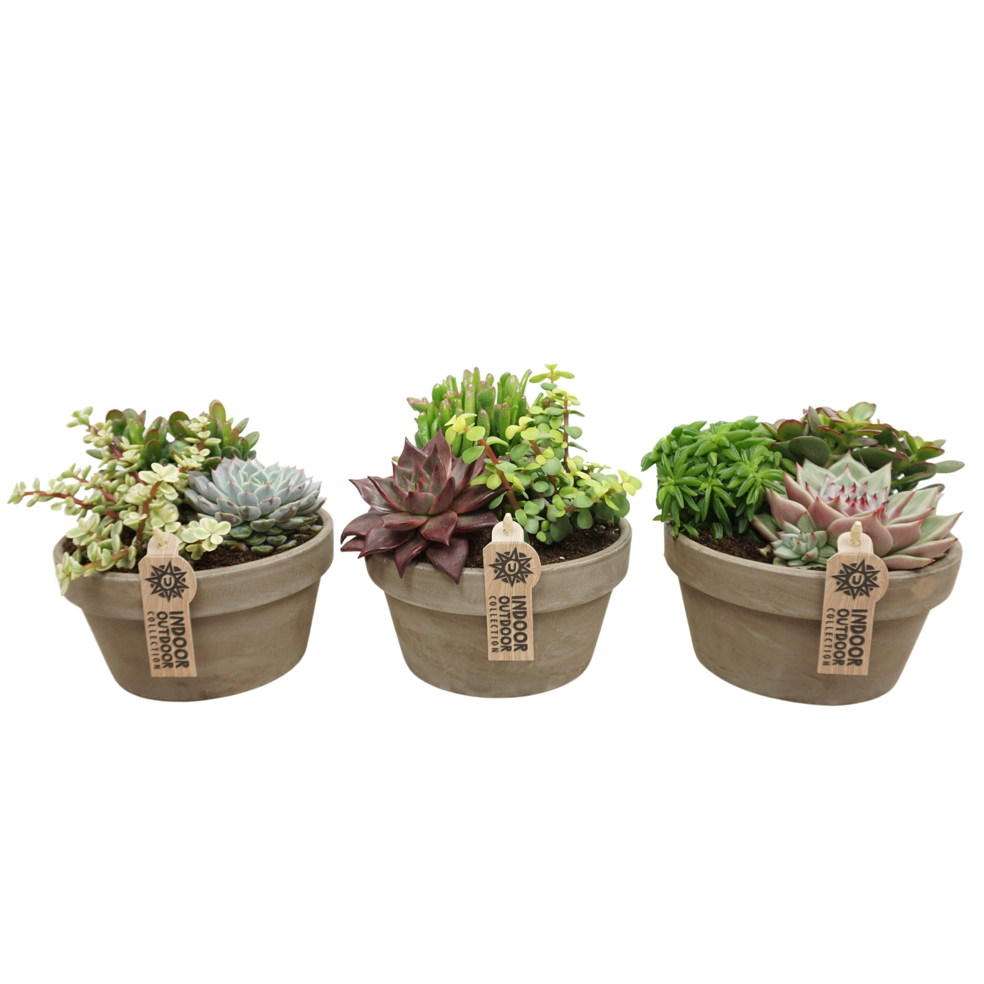 Succulent arrangement in 17 cm 'Grijze Schaal', D 17