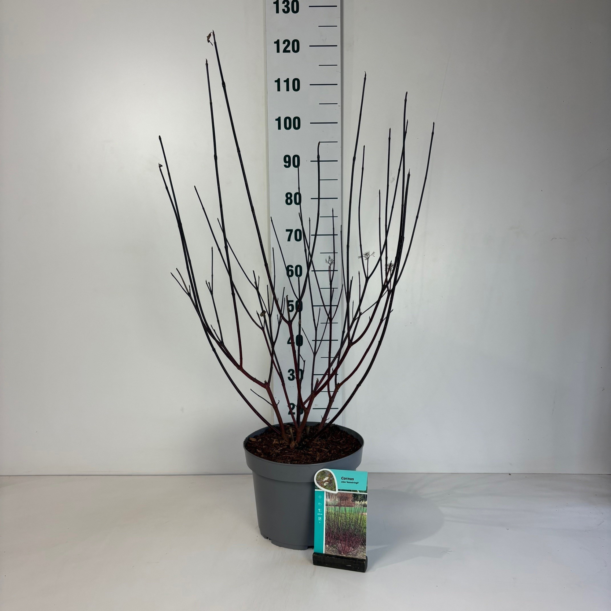 Cornus alba Kesselringii, D 29