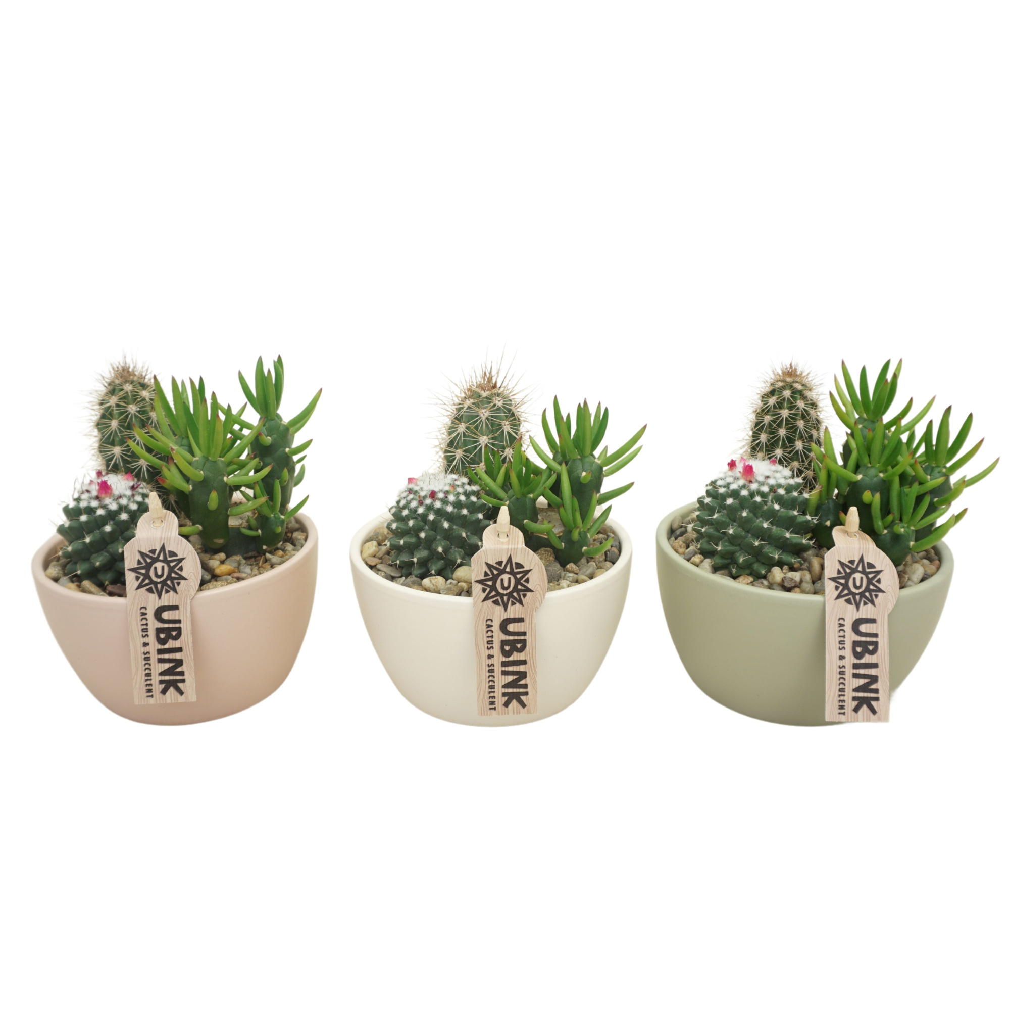 Cactus beplant in Pastel schaaltje 14 cm (3 assorti), D 14