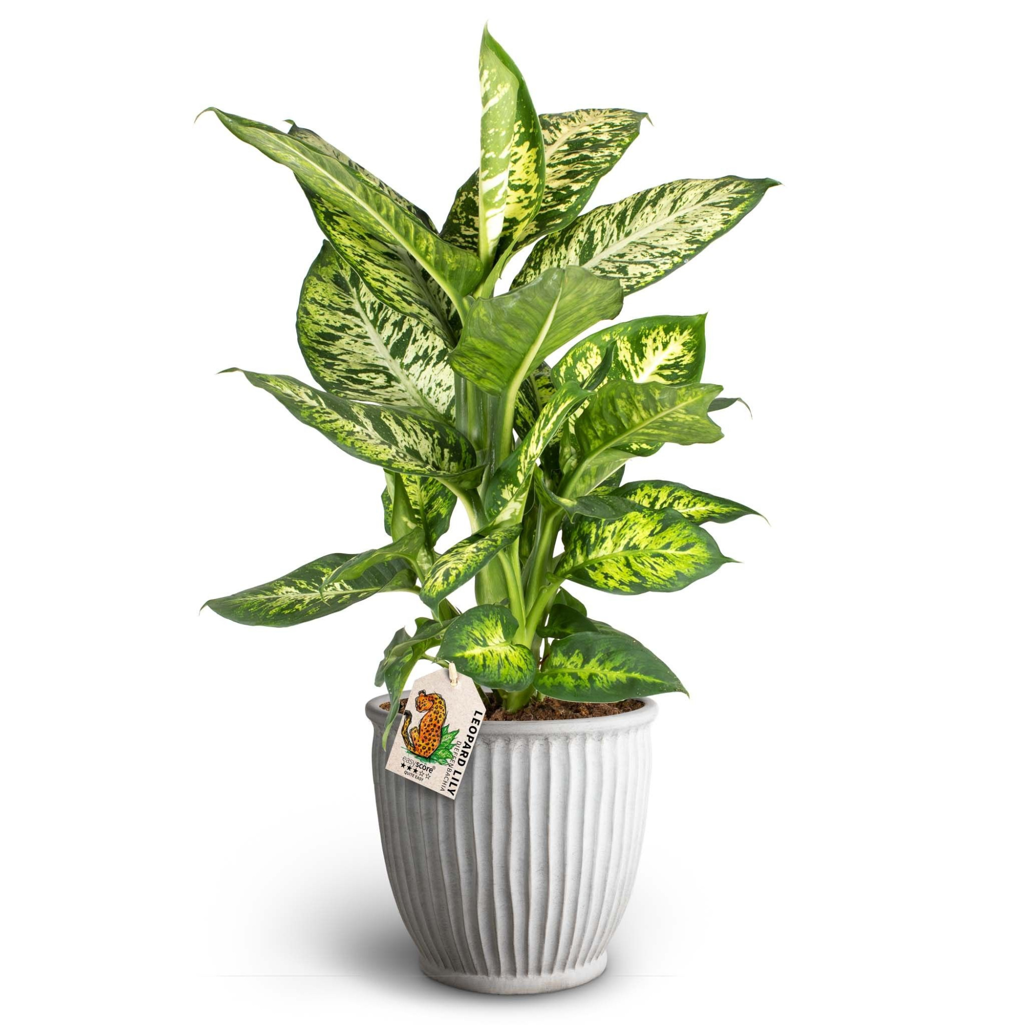 Athena Sand, Dieffenbachia ´Subliem´, D 19