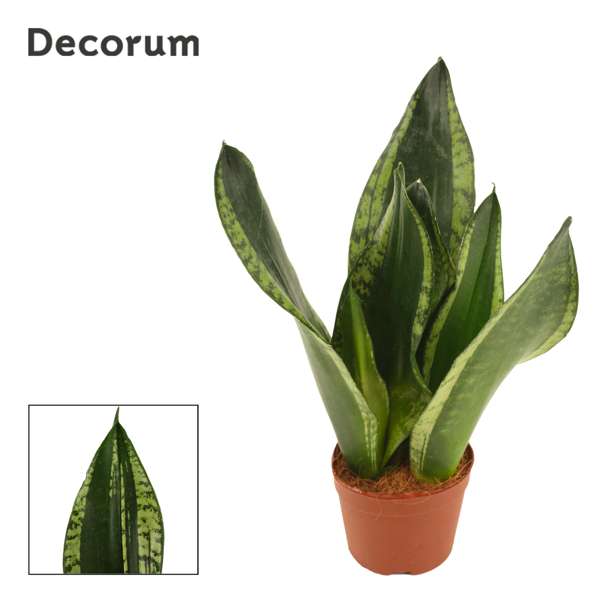 Sansevieria Silver Flame 9 cm (Decorum), D 9
