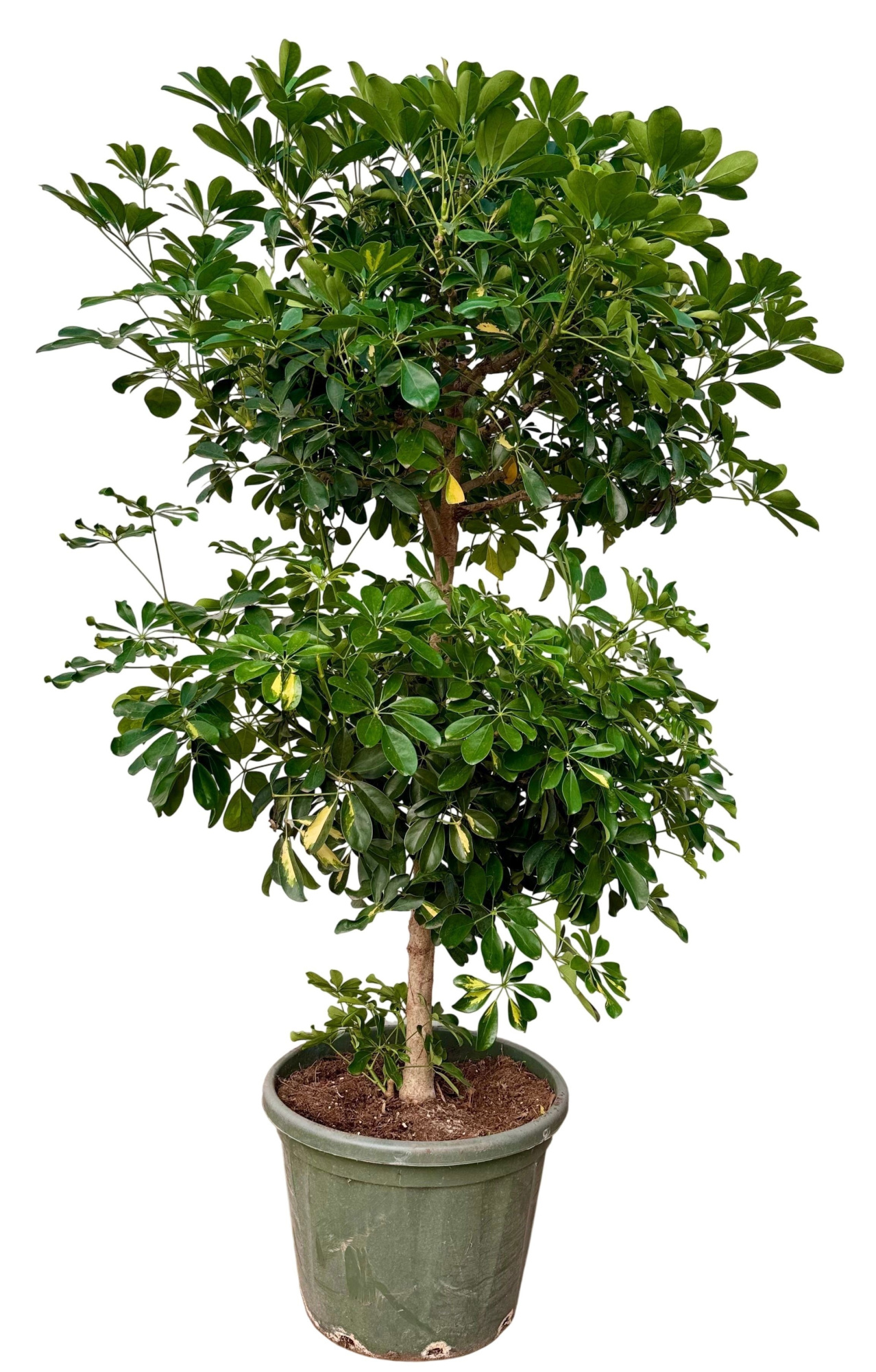 Schefflera arboricula gold capella P50 duobol, D 50