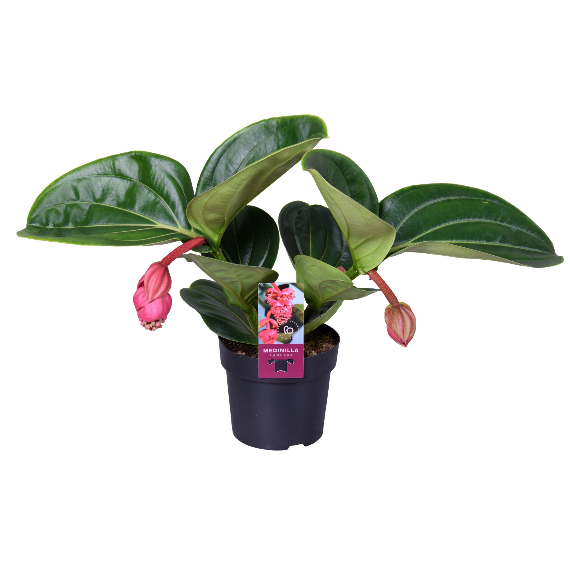 Medinilla Magnifica Lambada 2 etage 2 knop, D 14