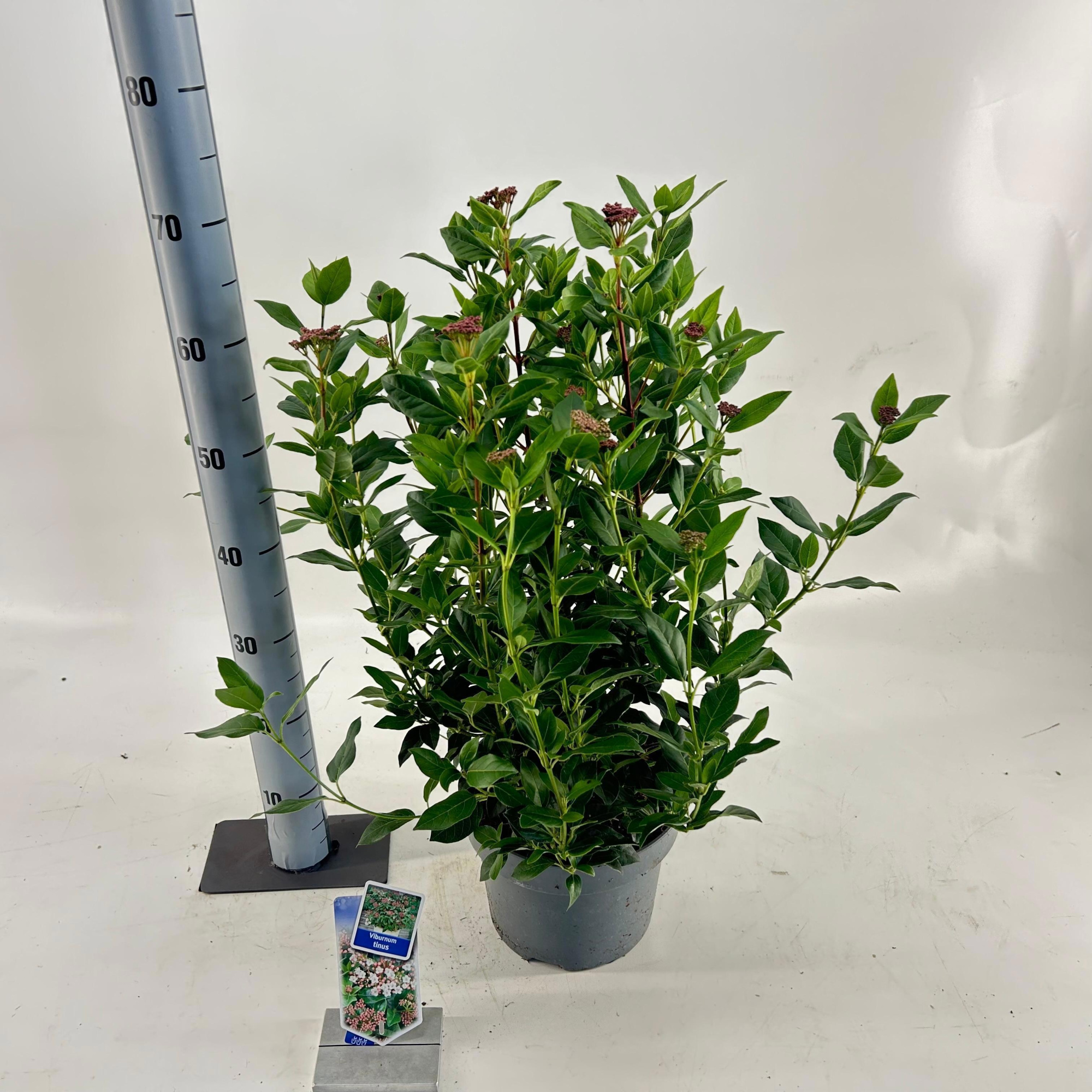 Viburnum tinus, D 23