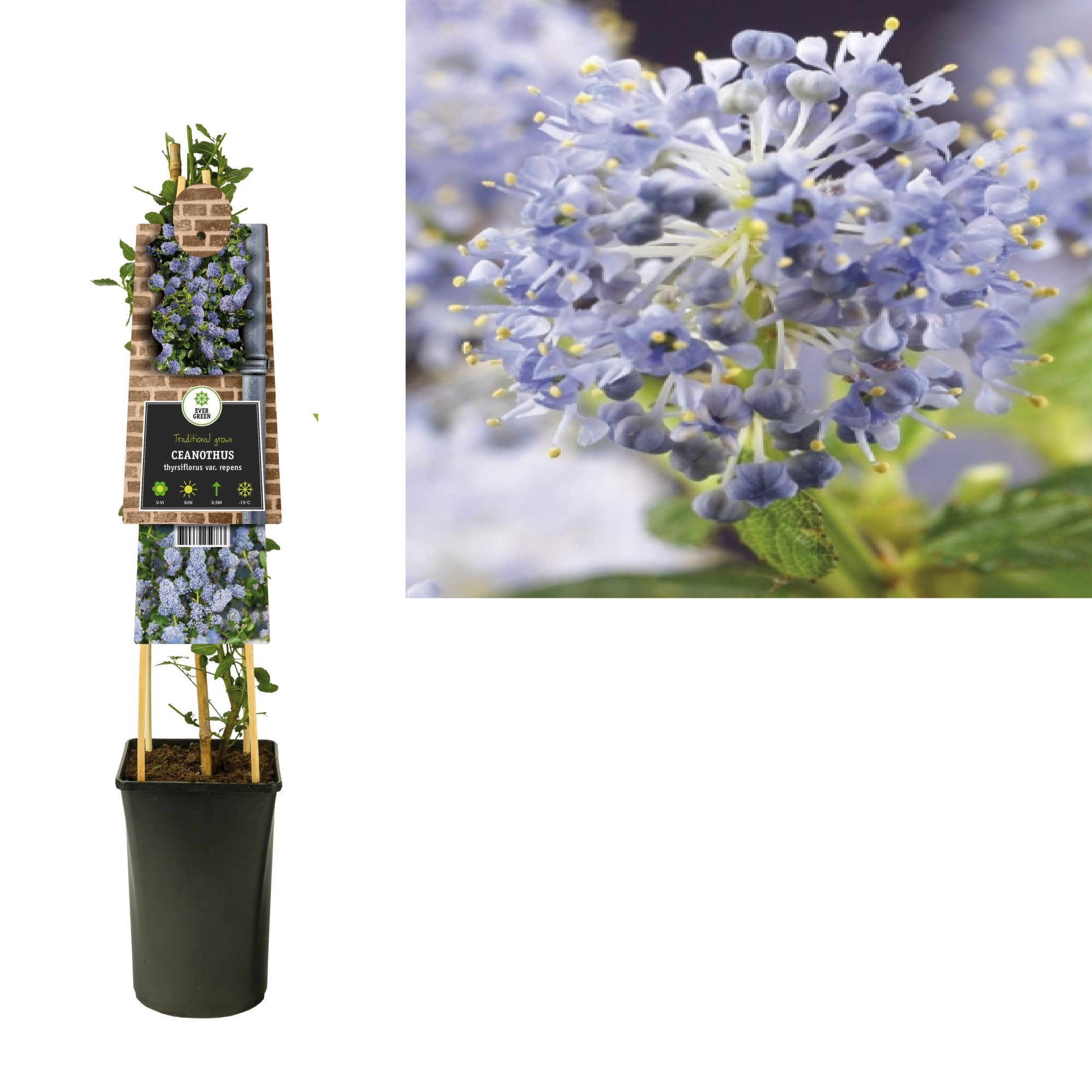 Ceanothus thyrsiflorus var. repens +3.0 label, D 17