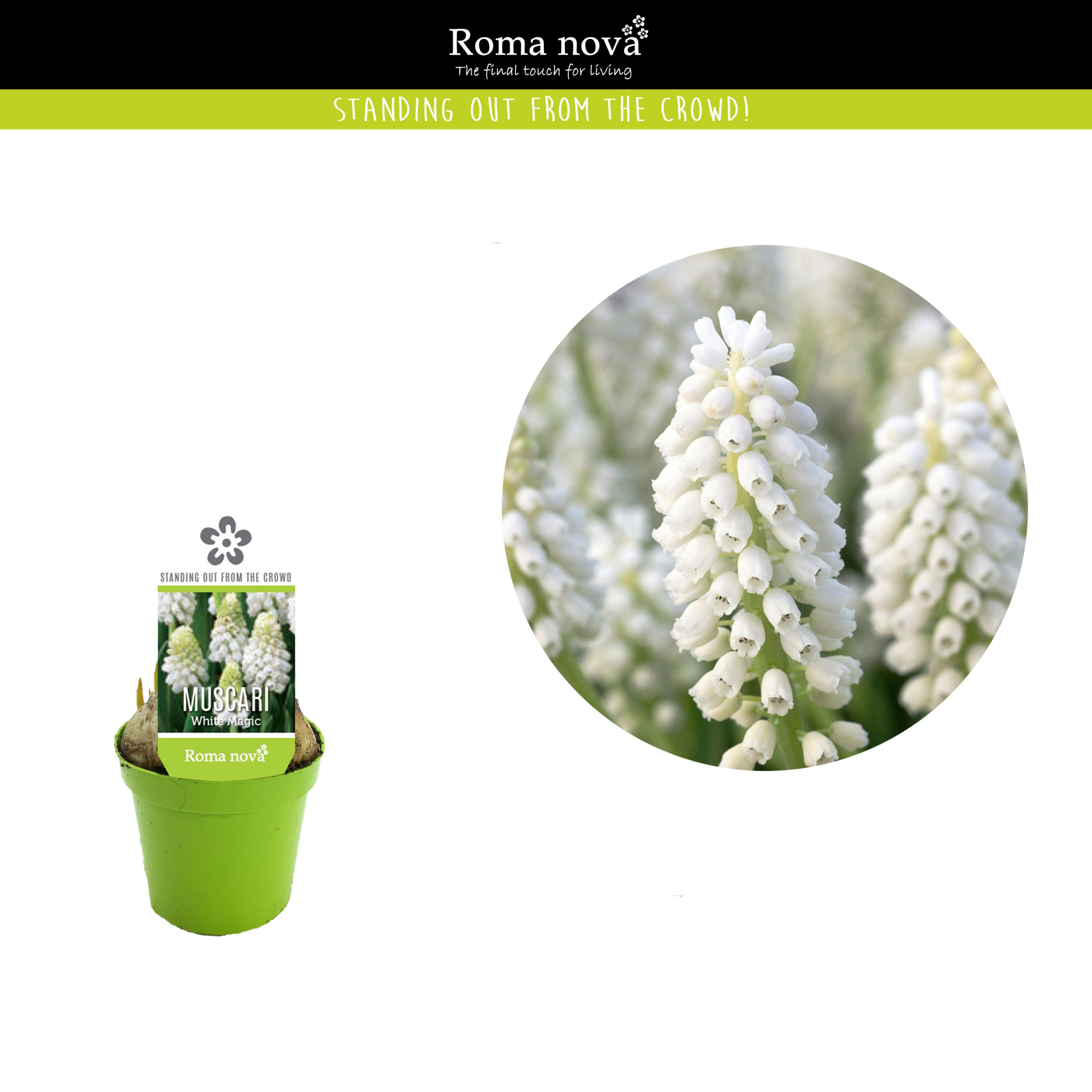 Muscari White Magic 6cm, D 6