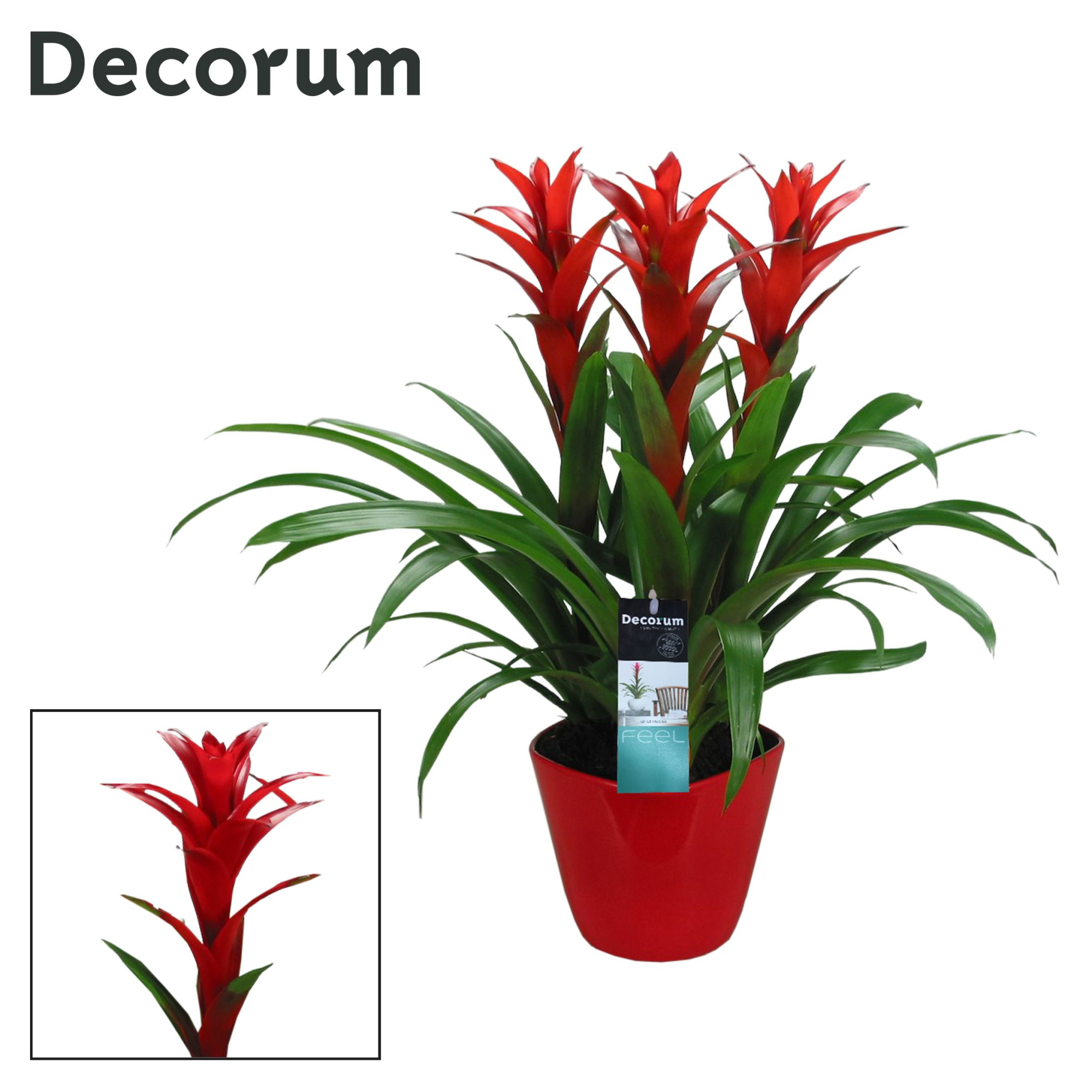 Guzmania Ostara Forma Rood (Decorum), D 21