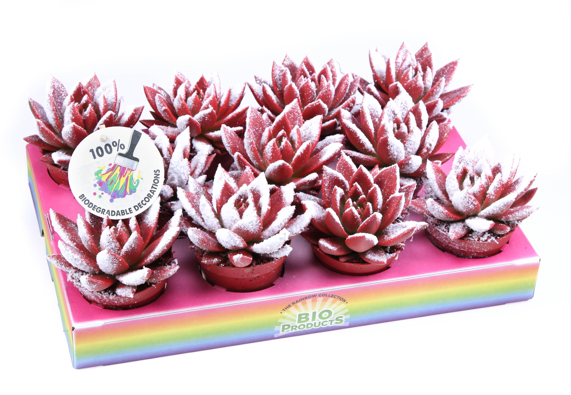 Miranda snowy + bio snow, D 8,5