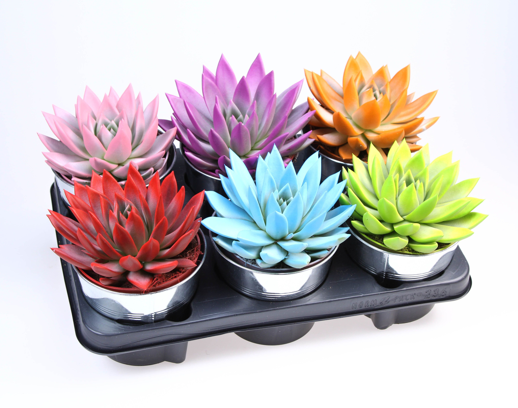 Rainbow zinkpot, D 15