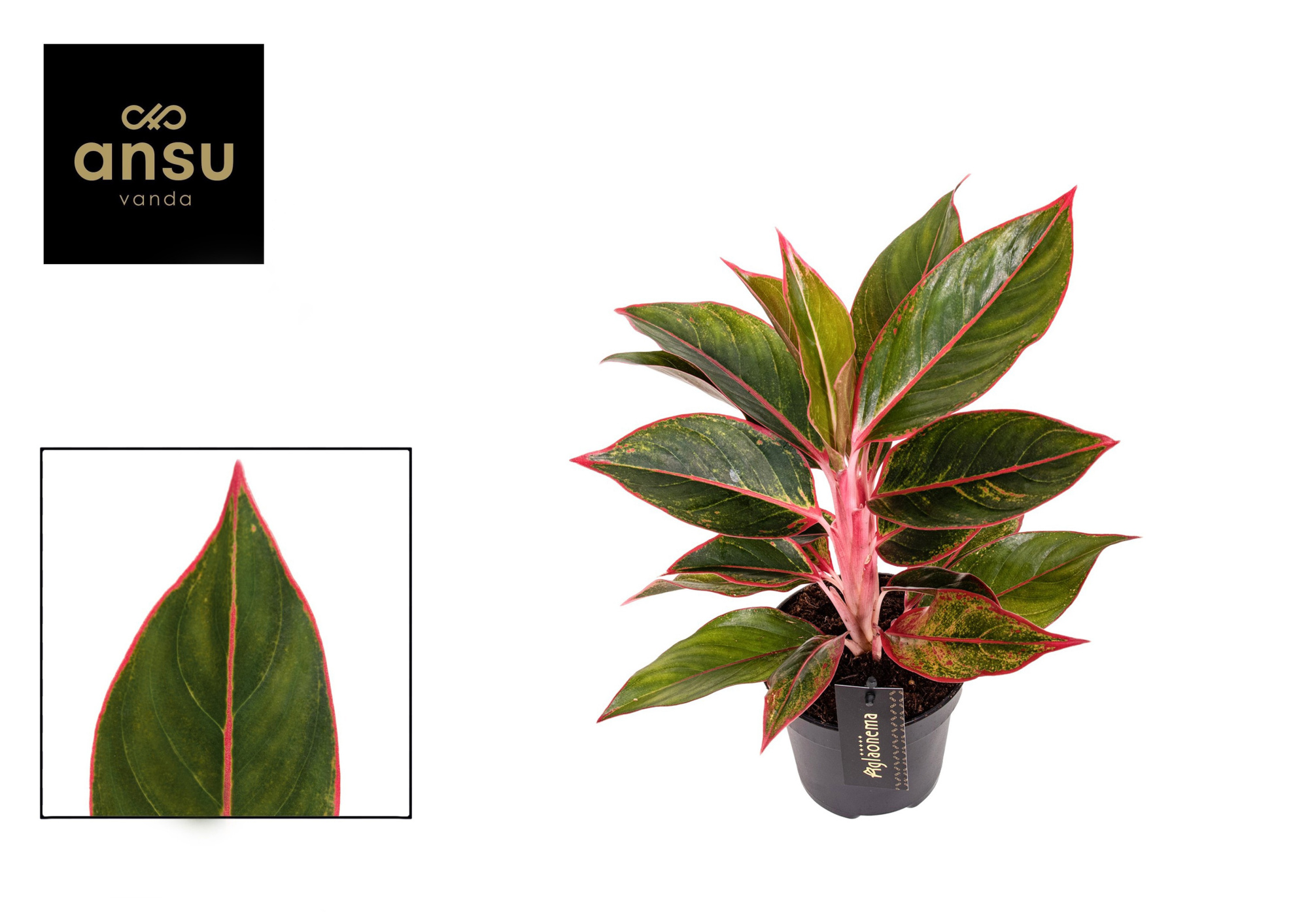 Aglaonema Jungle Red, D 12