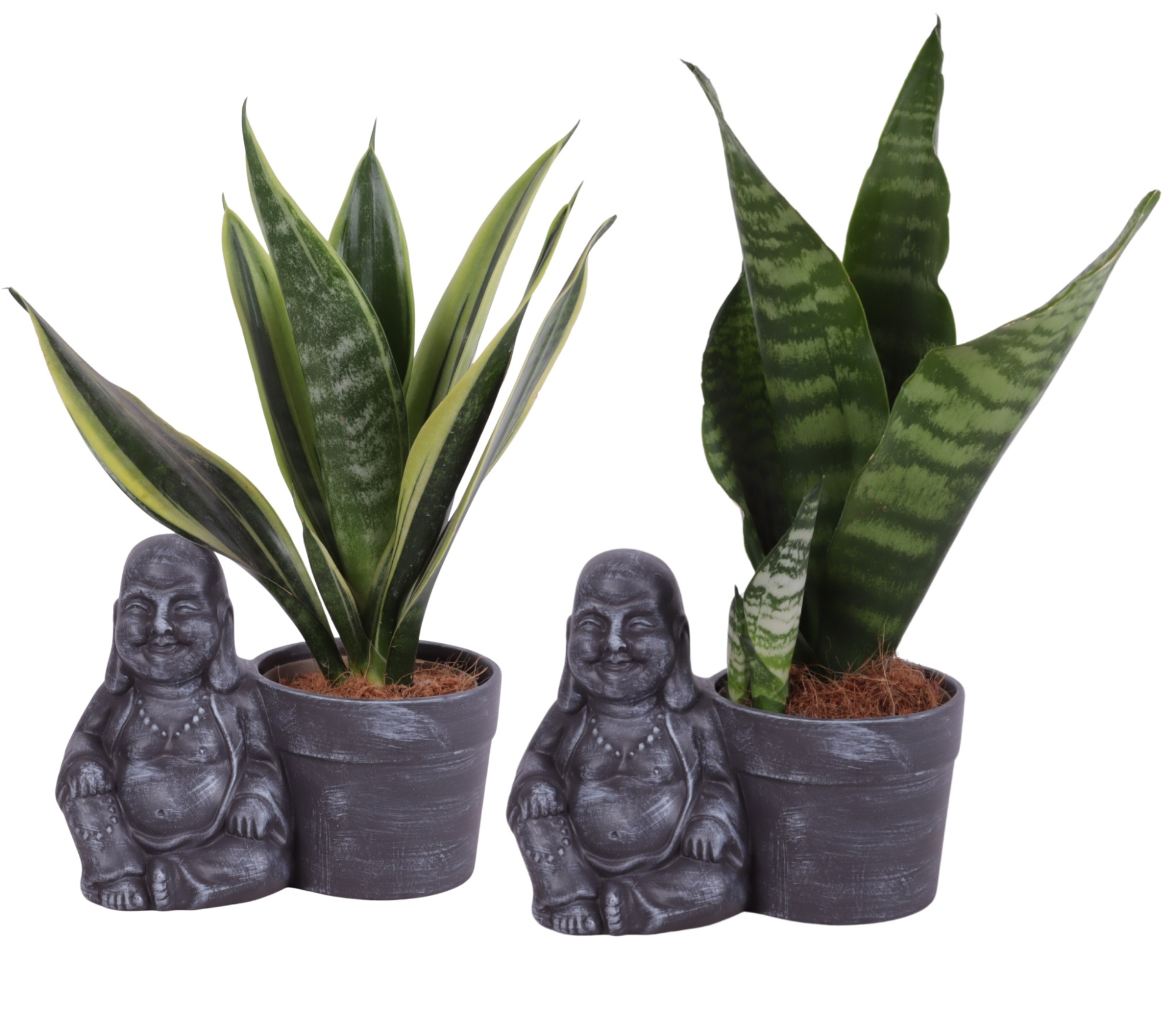 Sansevieria mix Ø09cm in Ceramic Sitting Buddha Ø19cm, D 19