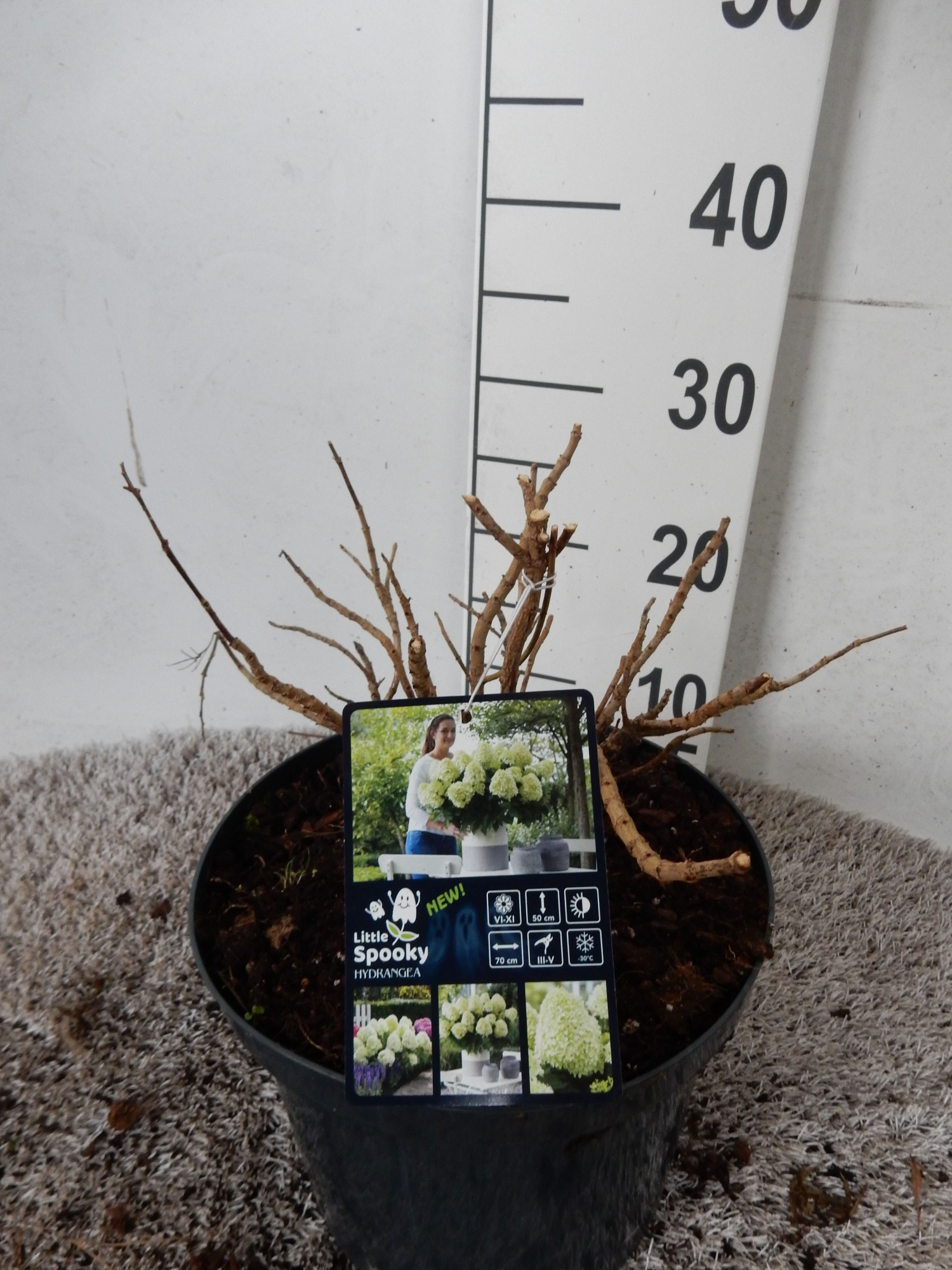 Hydrangea pan. Little Spooky 25-30 cm P23, D 23