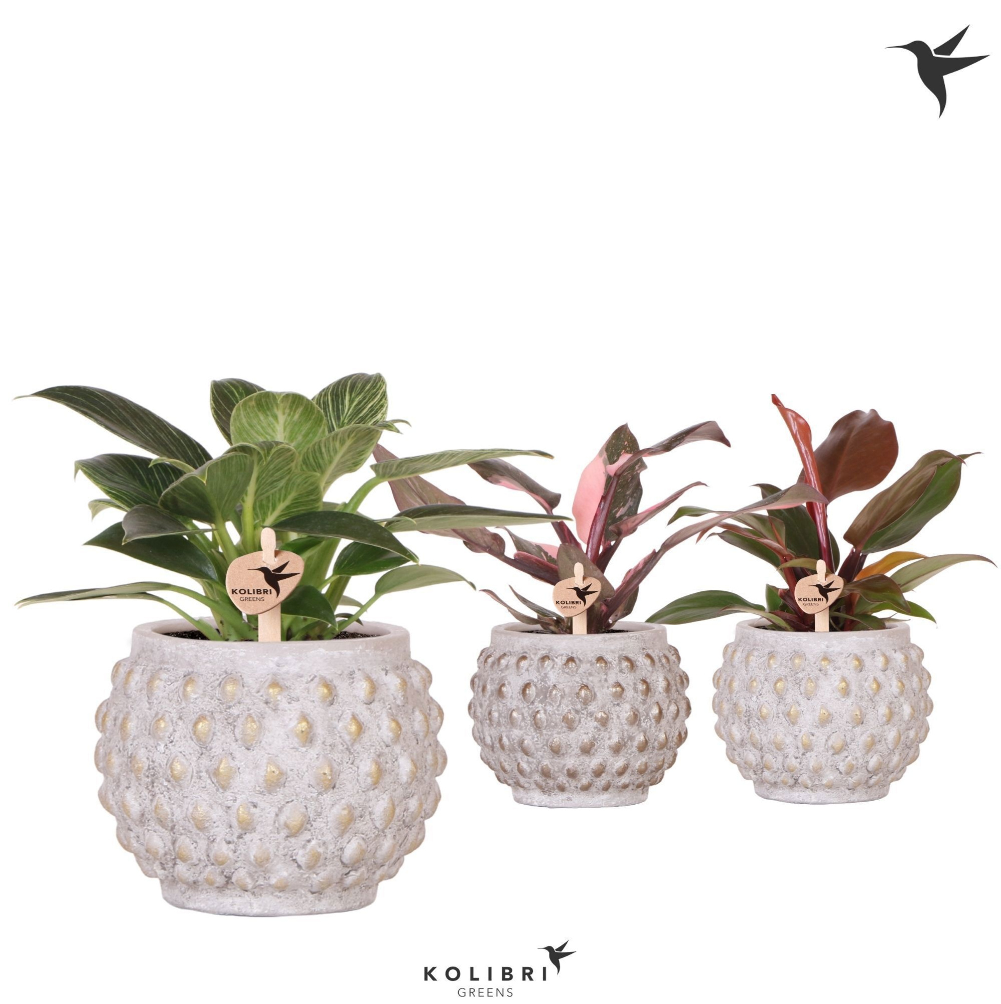 Kolibri Greens Philodendron mix in Marrakesh pot gold copper mix, D 9