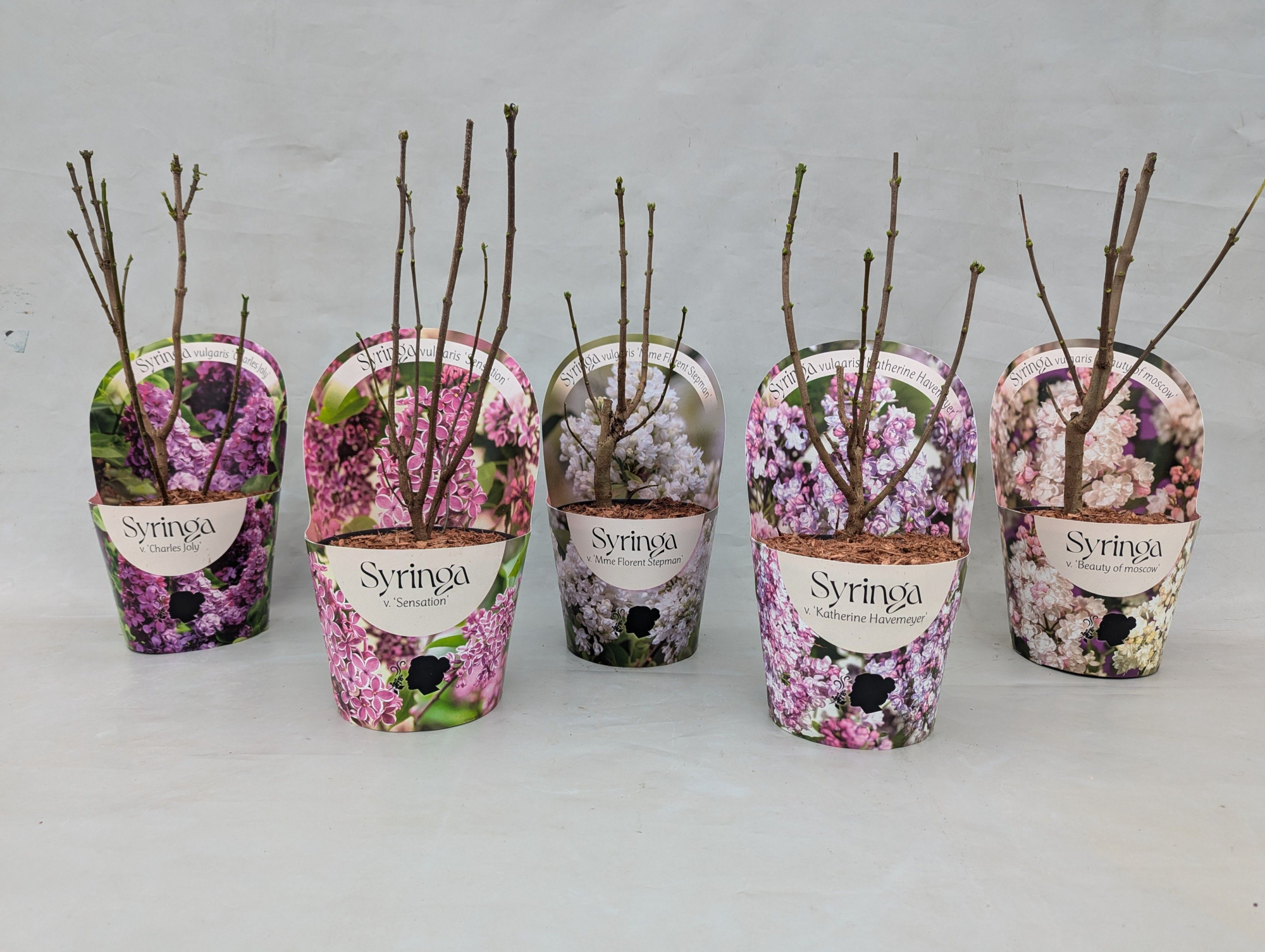 Syringa vulgaris 'Mix' 17 cm in potcover, D 17