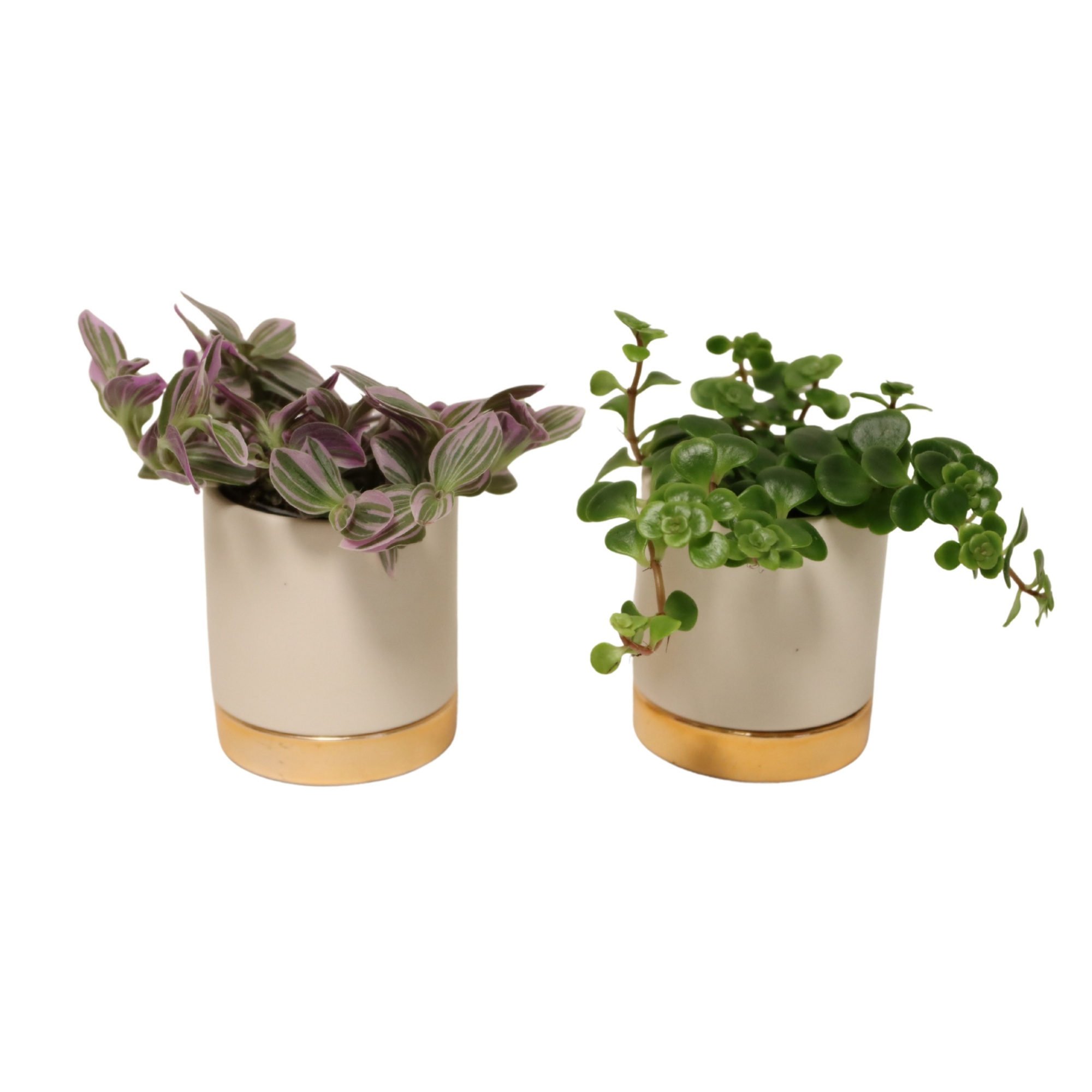 Classy with Compact Foliage, D 6