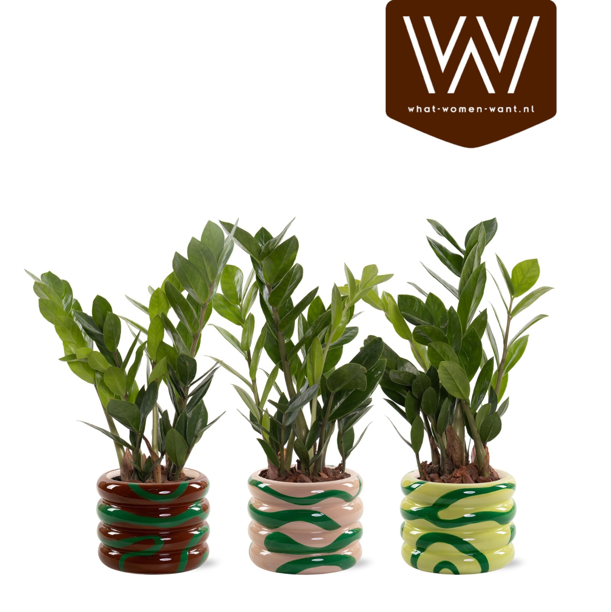 Zamioculcas in pot Mees, D 10,5