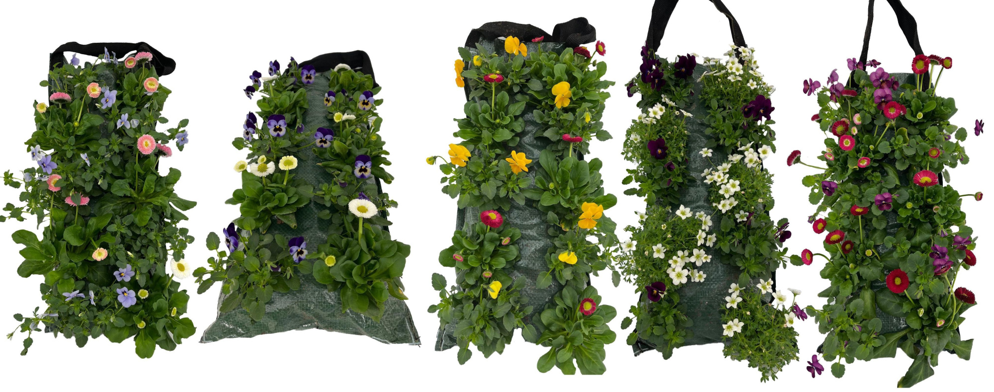 VB9710 Viola/Bellis wandhanger, D 17