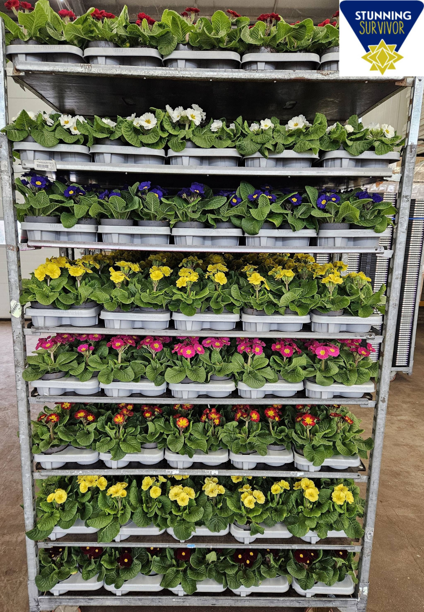 Prim. elatior (mengKAR) diverse kleuren P12, D 12