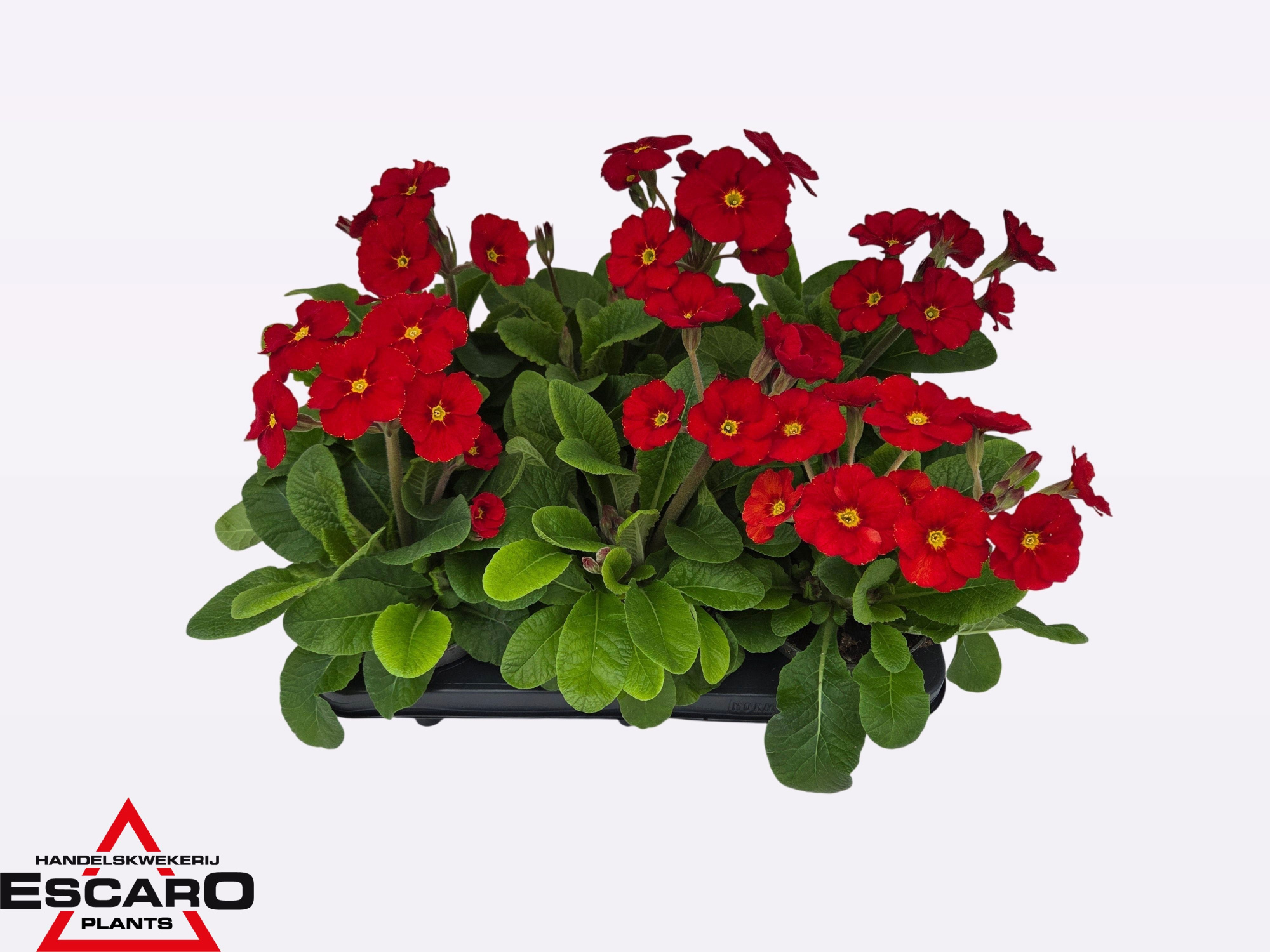 Primula elatior Stella red P12, D 12