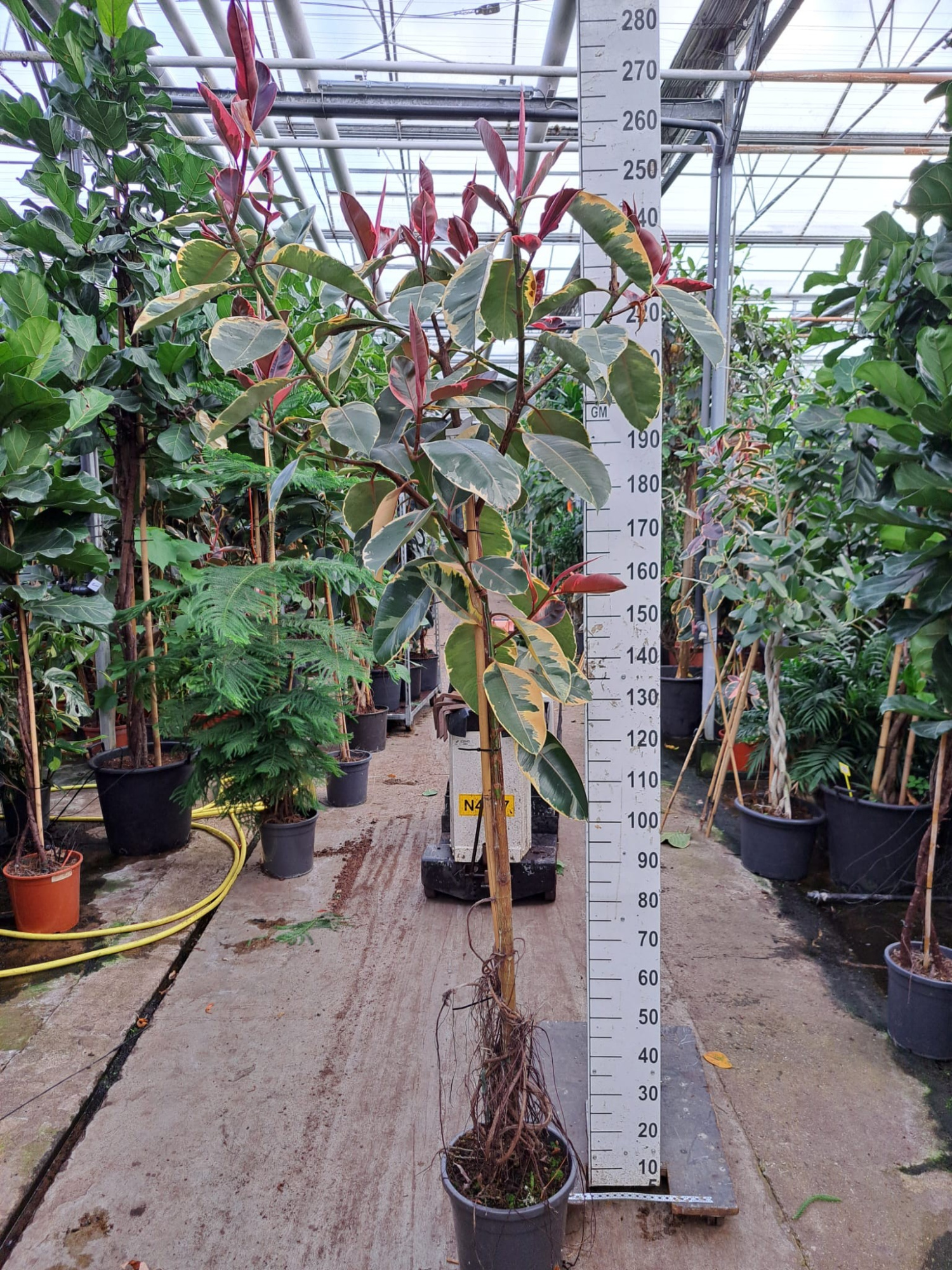 Ficus Elastica Belize vertakte stam 250, D 30