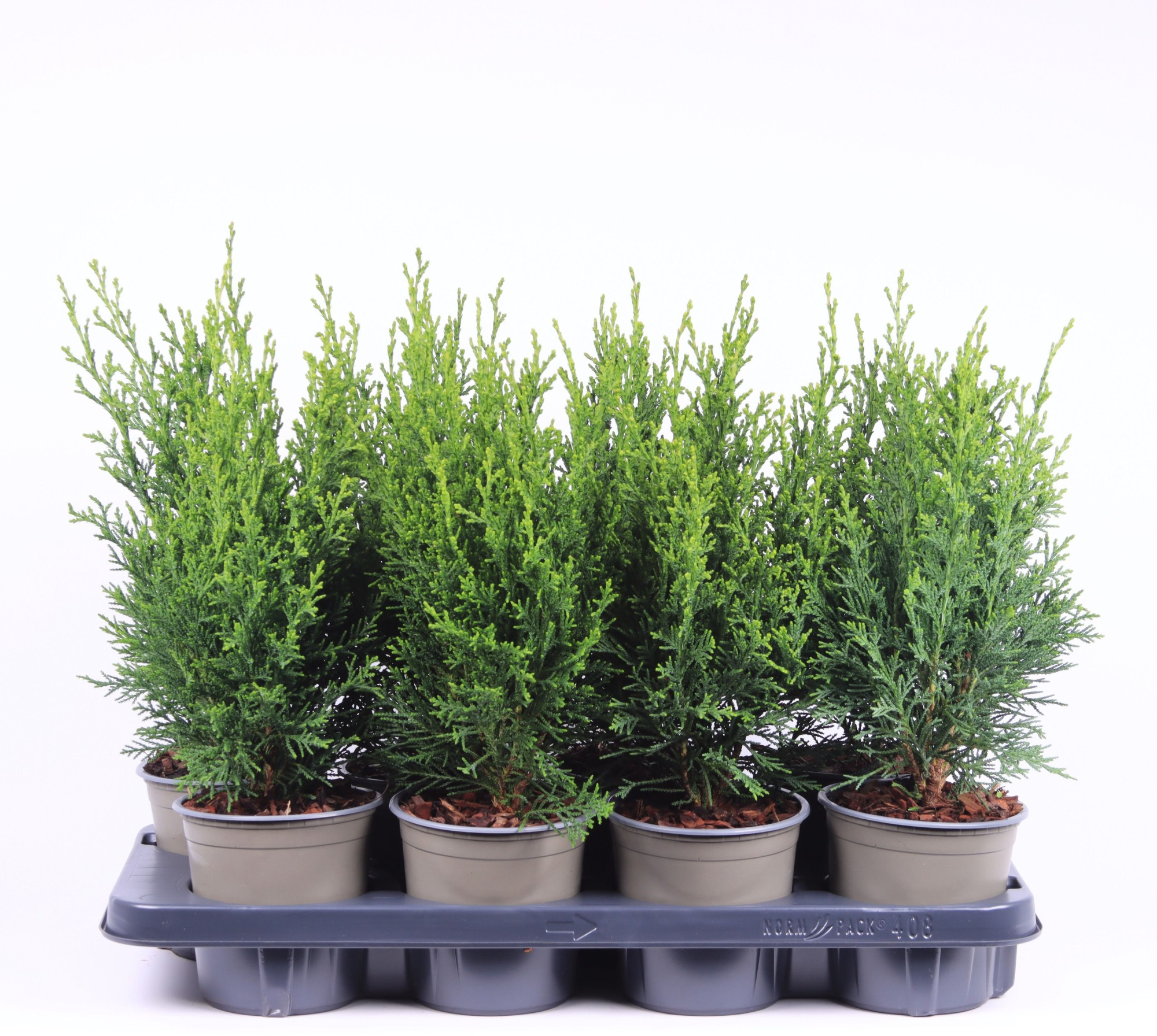 Chamaecyparis lawsoniana 'Robusta', D 13