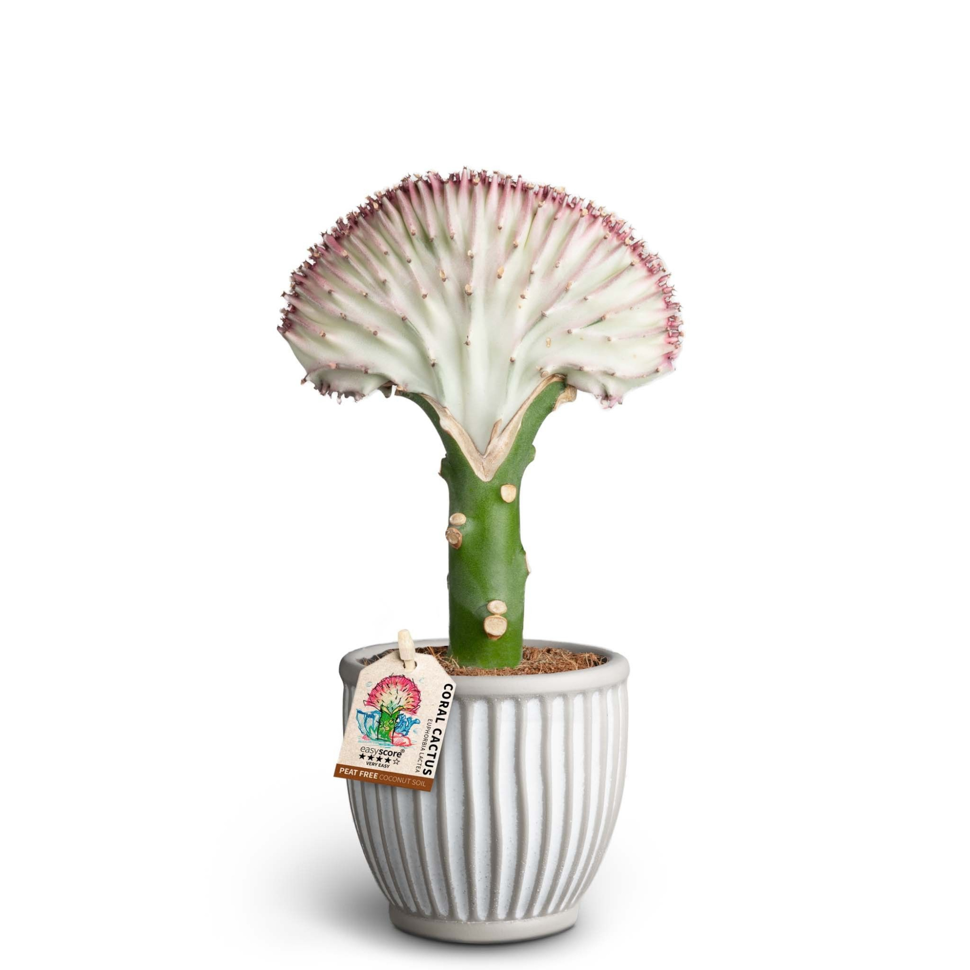 Athena, Euphorbia Lactea, D 10