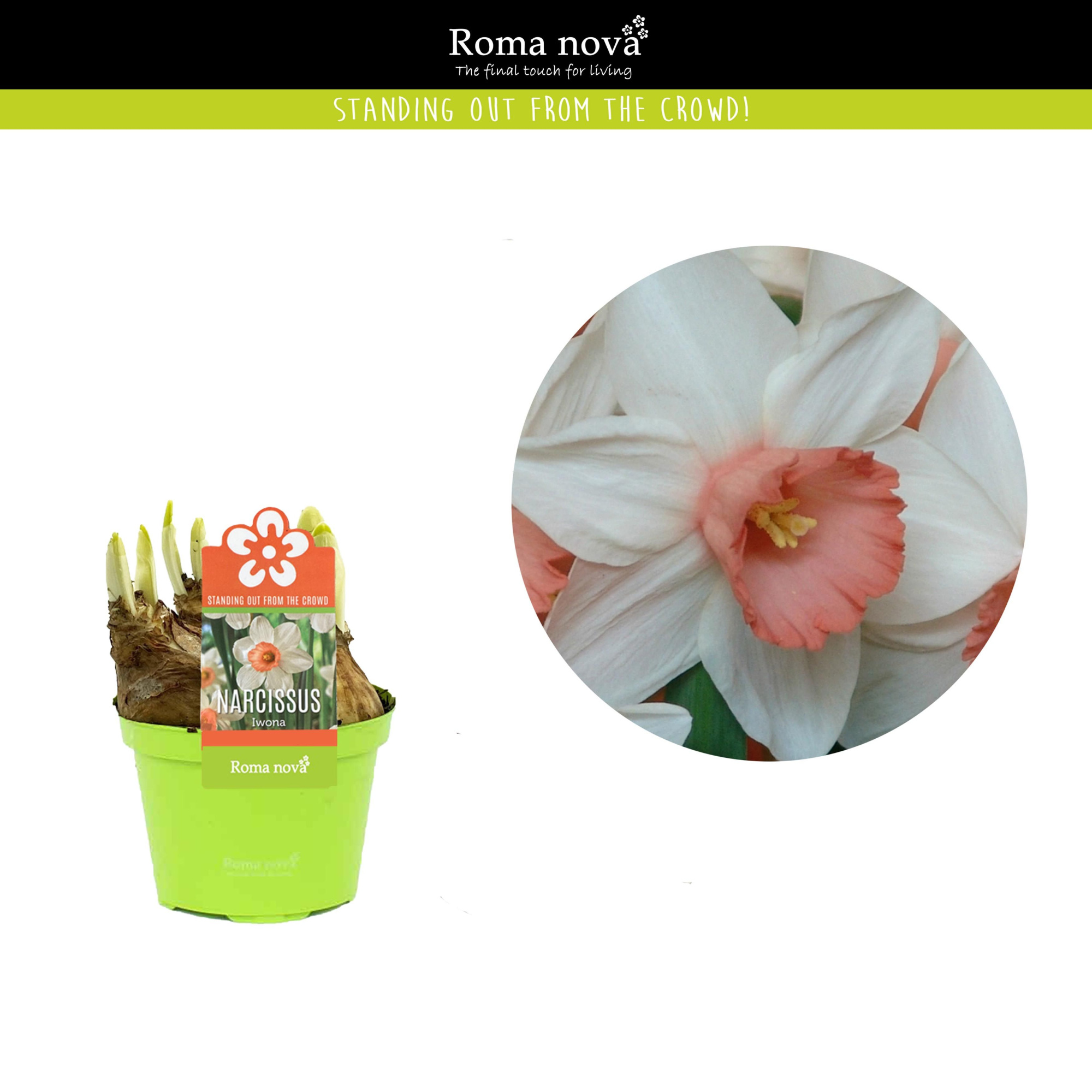 Narcissus Iwona 9cm, D 9