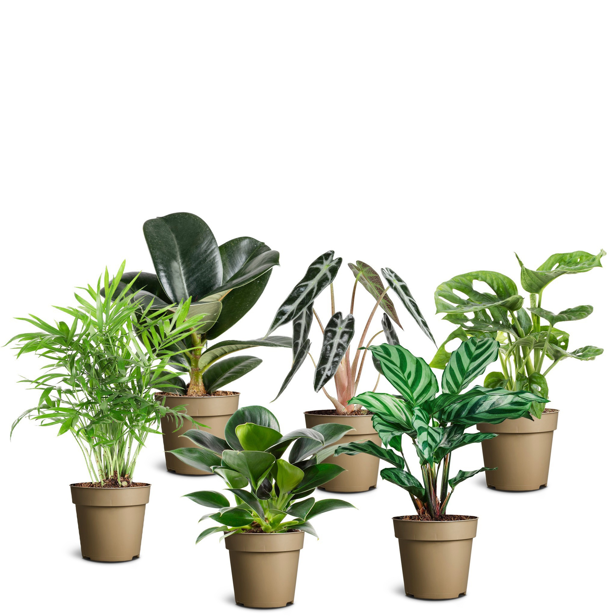 Green Collection, D 9